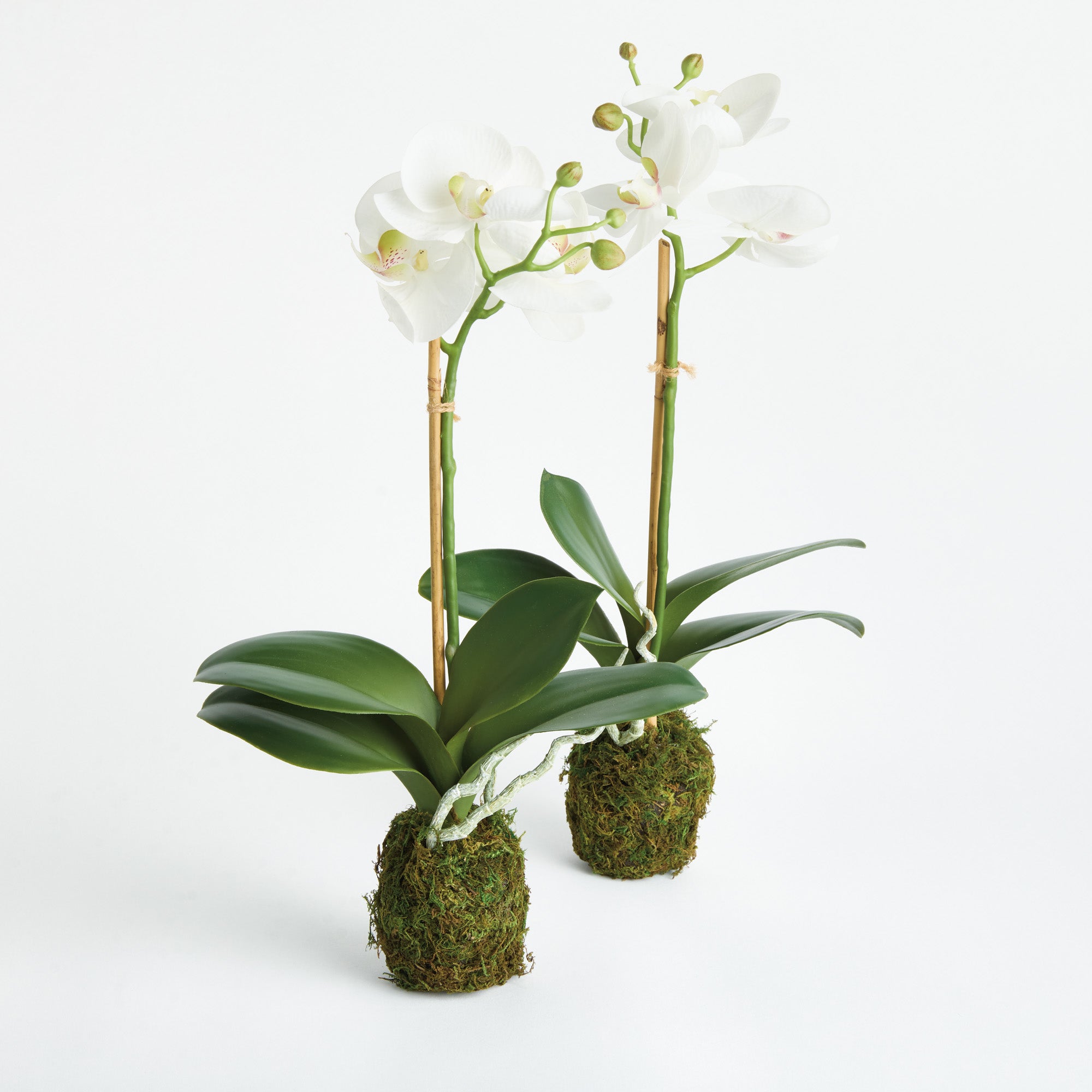 Tropical Orchid Drop-In Set of 2