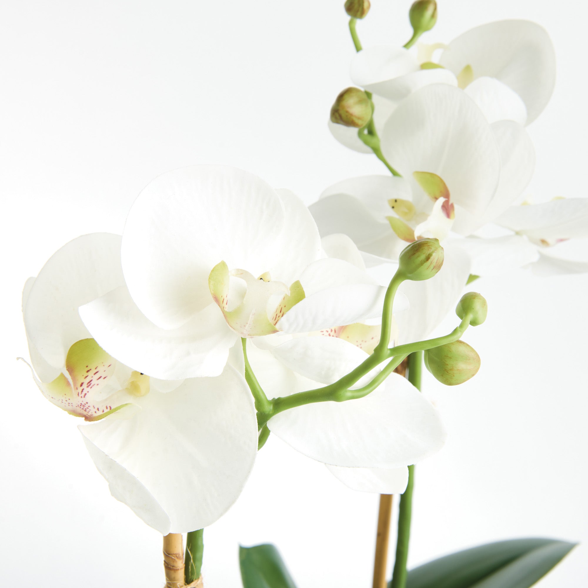 Tropical Orchid Drop-In Set of 2