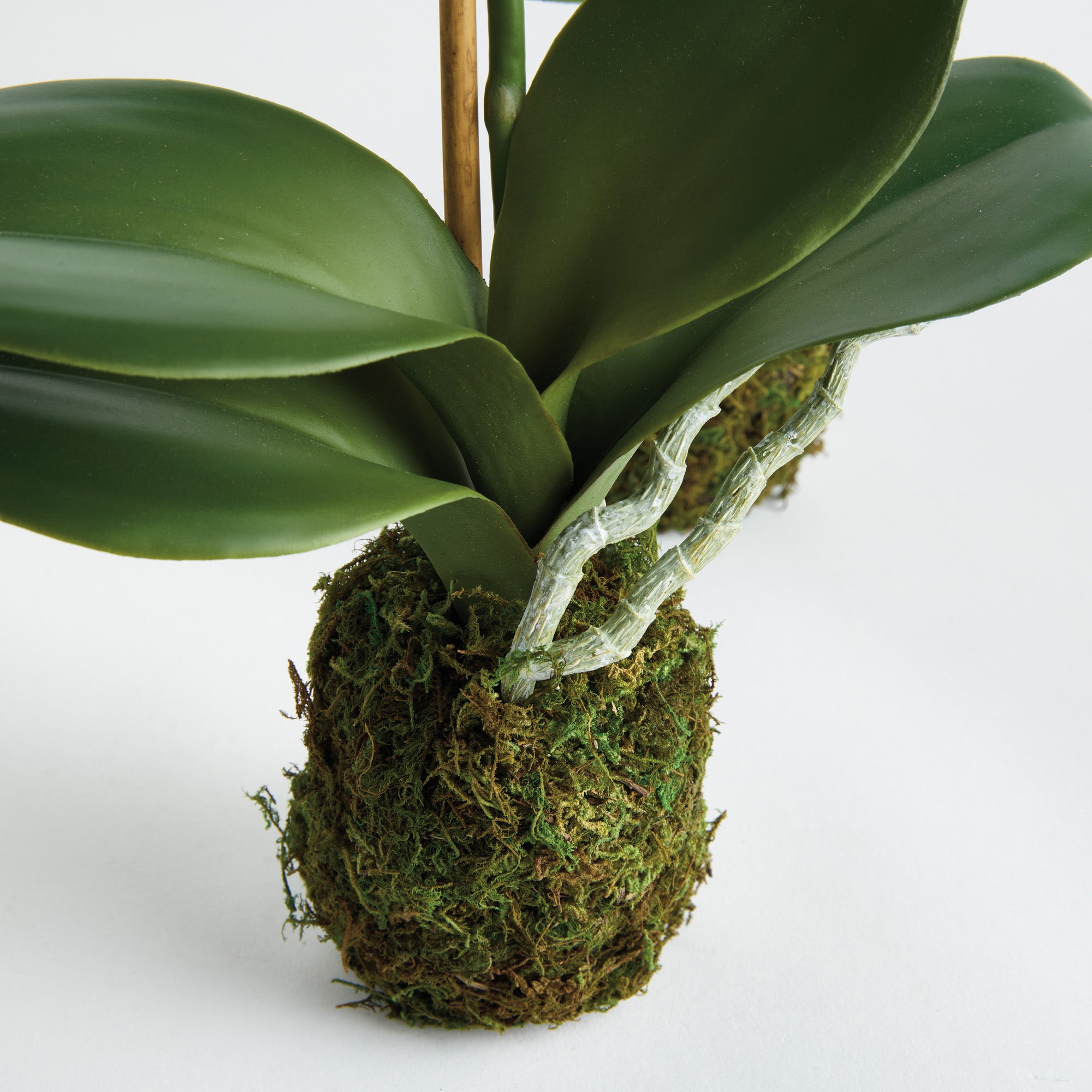 Tropical Orchid Drop-In Set of 2