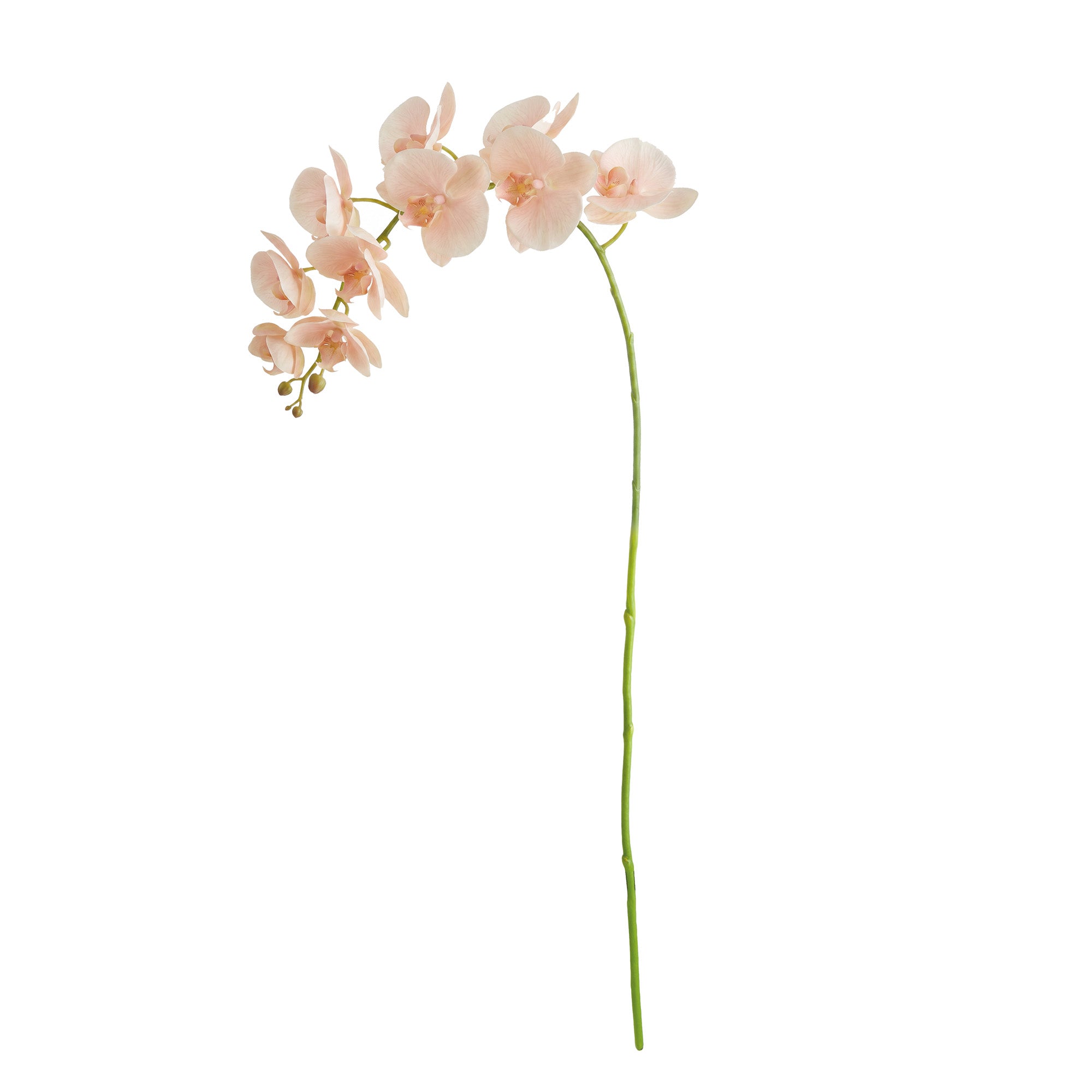 Tropical Orchid Twigs 28" Set of 4