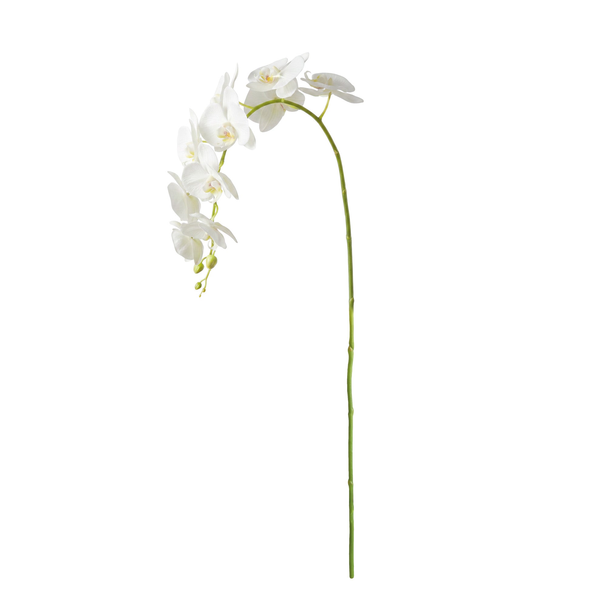 Tropical Orchid Twigs 28" Set of 4