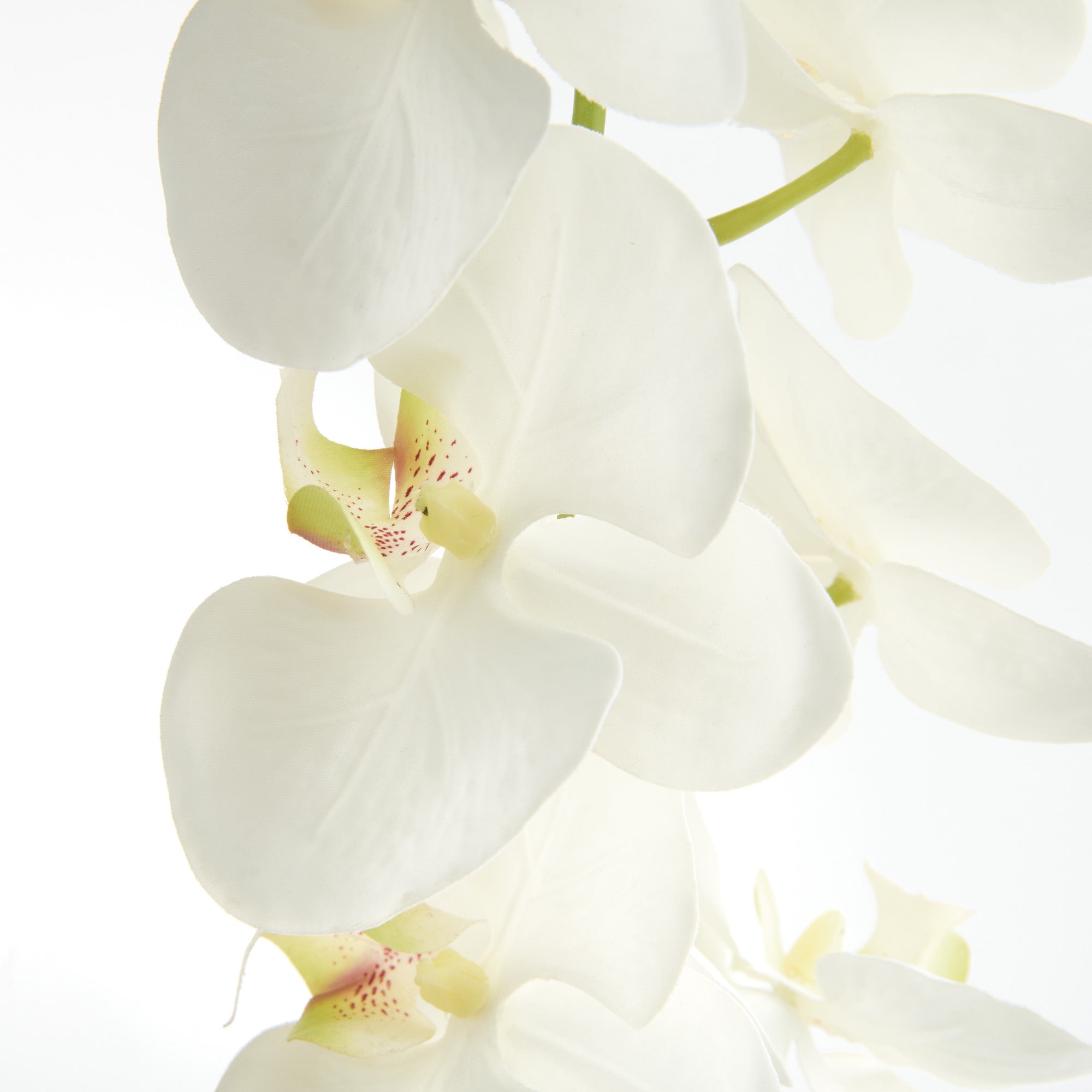 Tropical Orchid Twigs 28" Set of 4