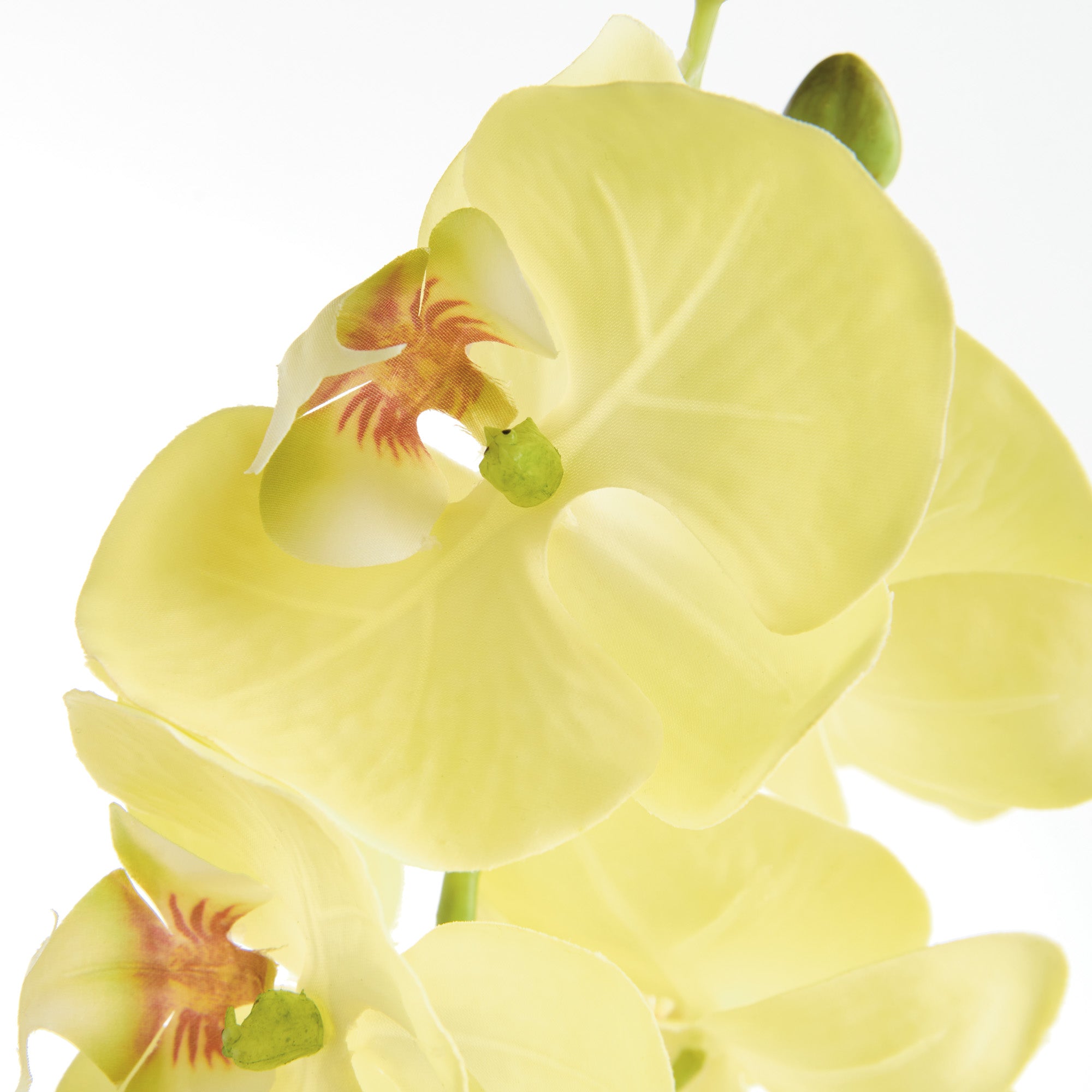 Tropical Orchid Twigs 28" Set of 4