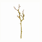 Tree-Dwelling Lichen Branches 17", Set of 6