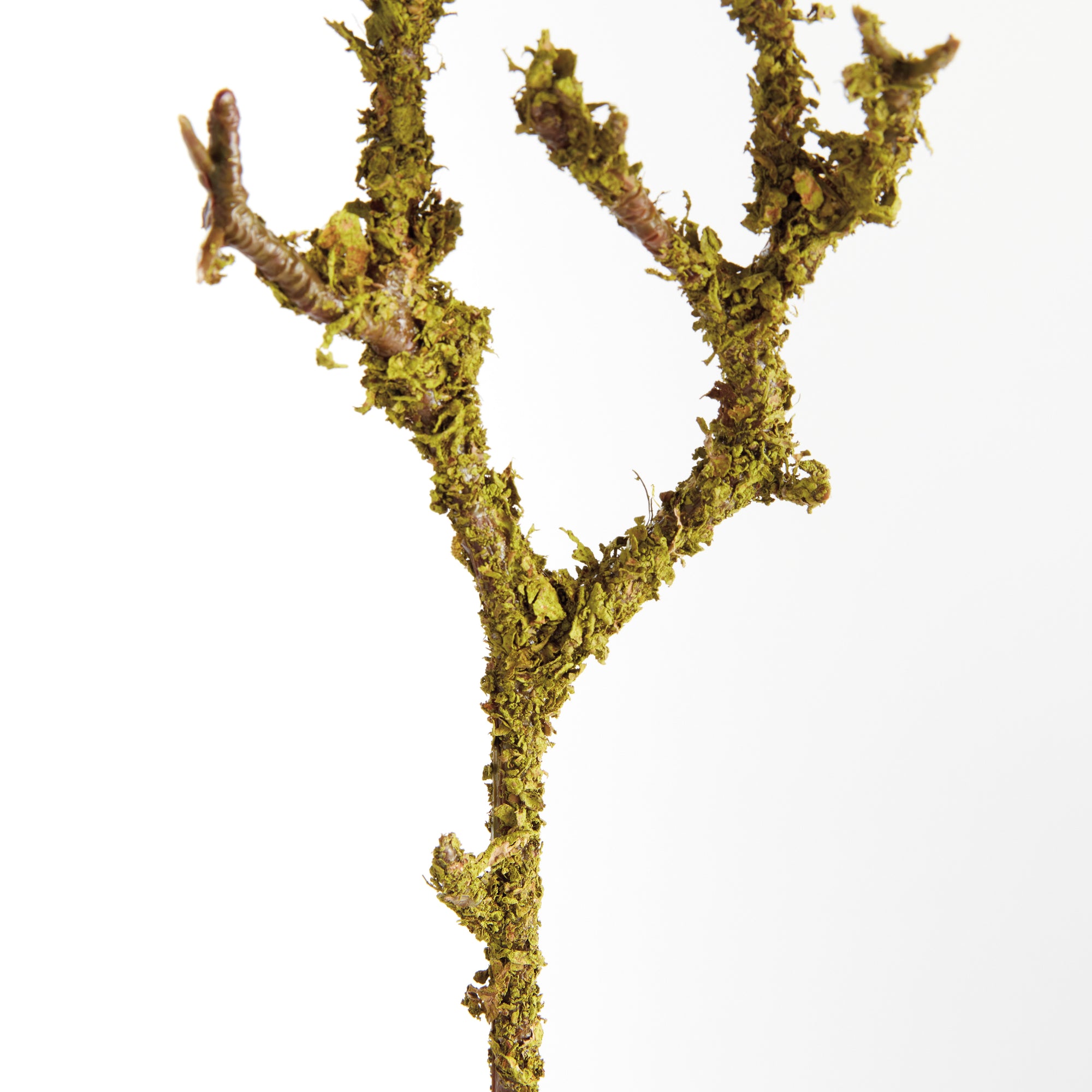 Tree-Dwelling Lichen Branches 17", Set of 6