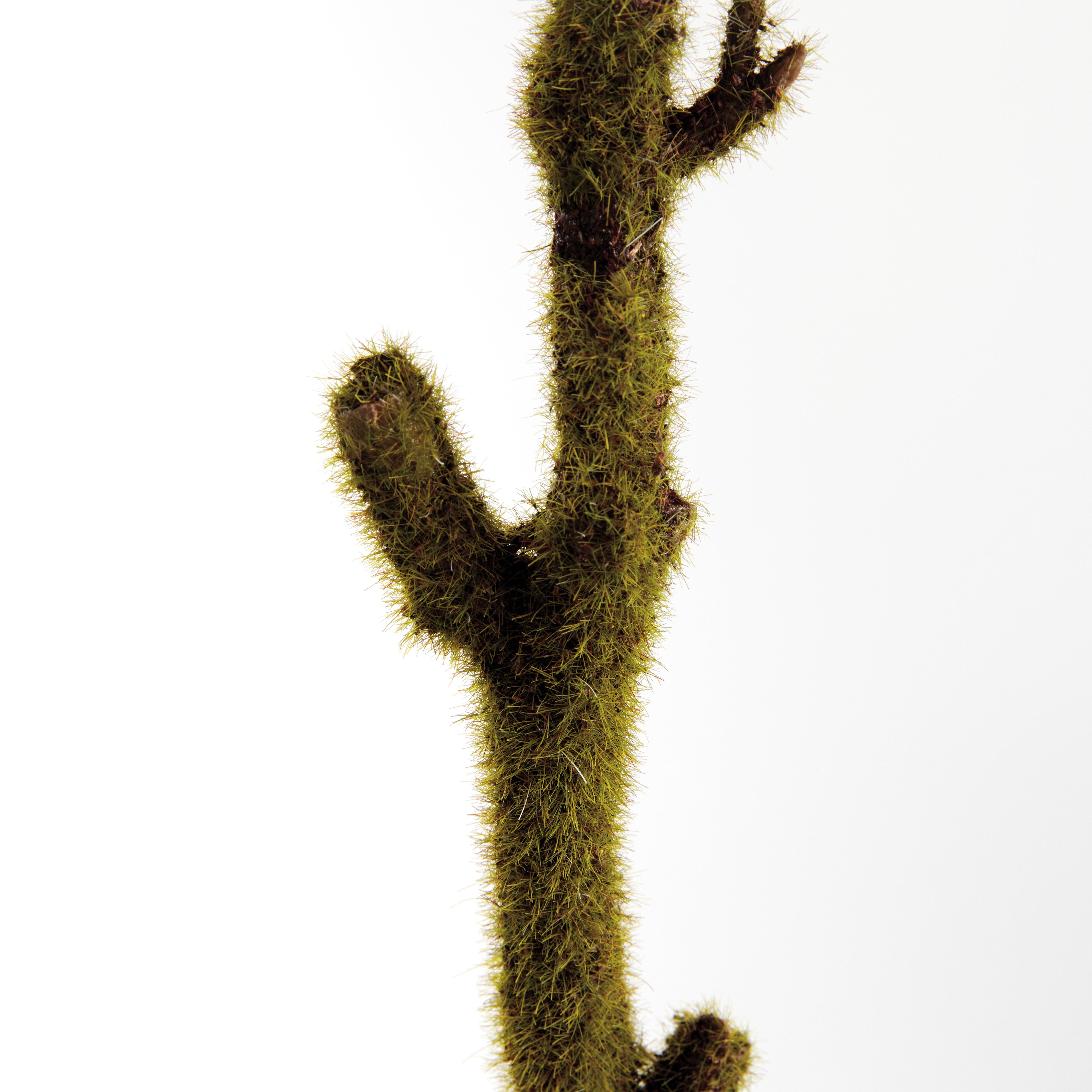 Moss Stem, Set of 2