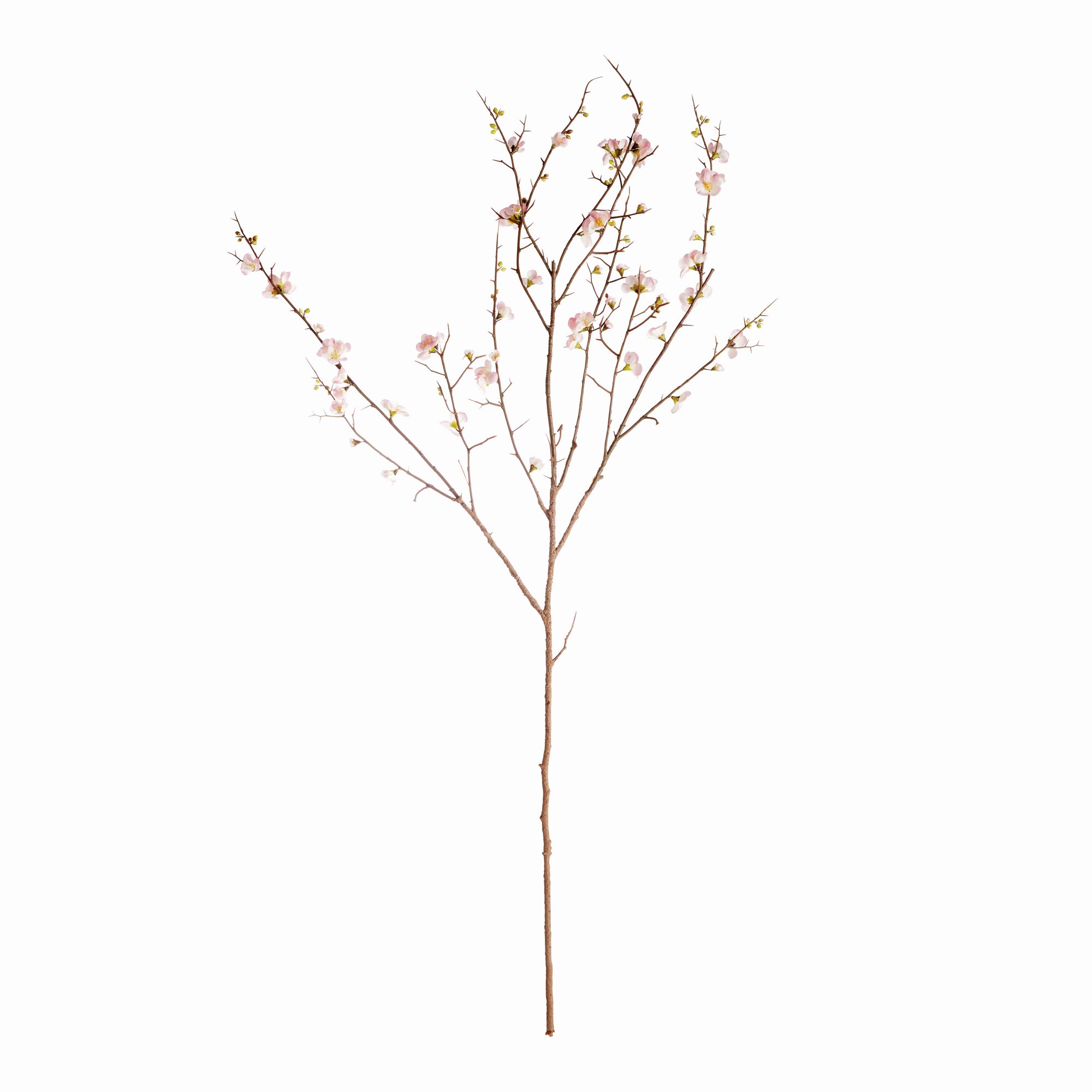 Pink Quince Branches, Set of 2