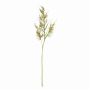 Plumosa Fern Stems, Set of 6