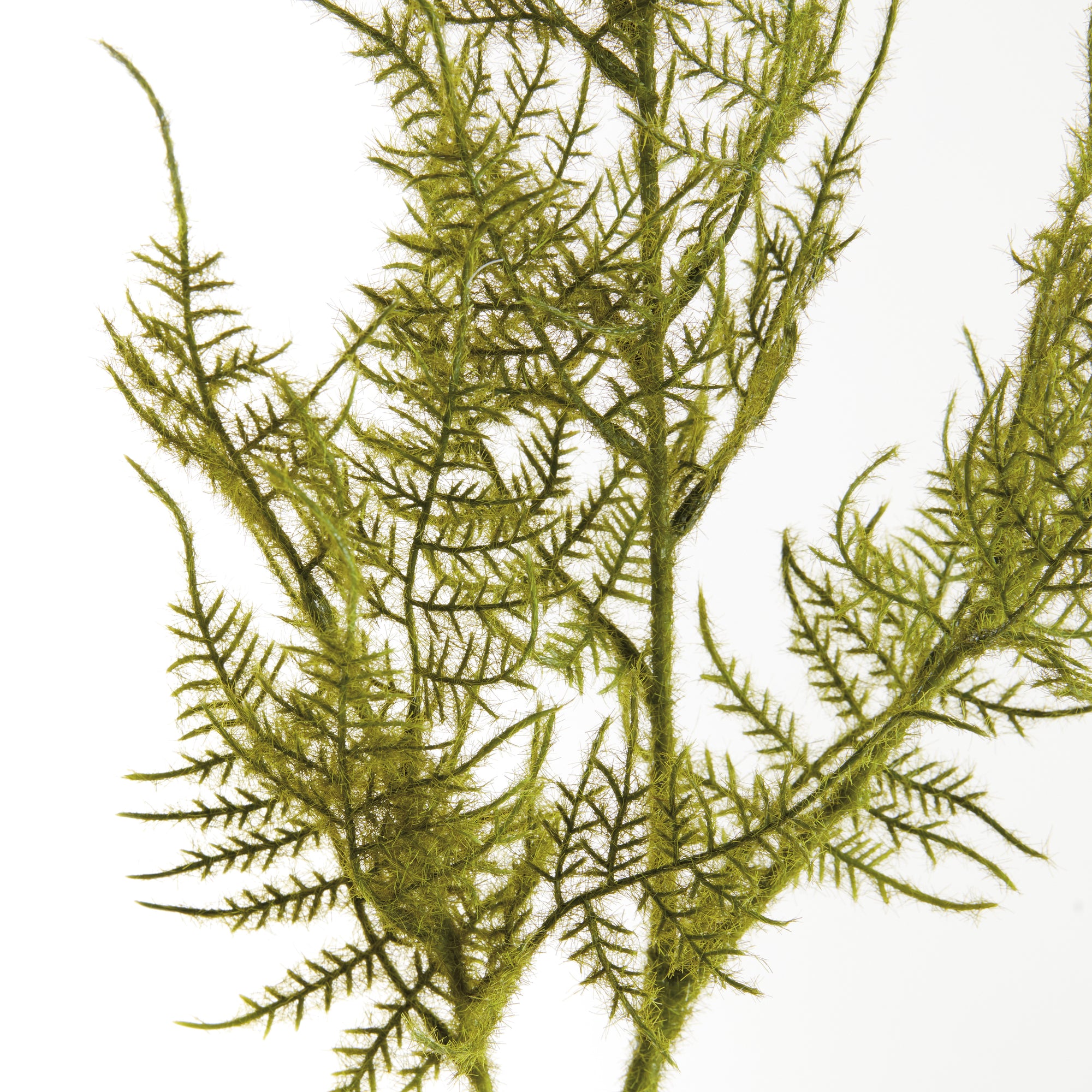 Plumosa Fern Stems, Set of 6