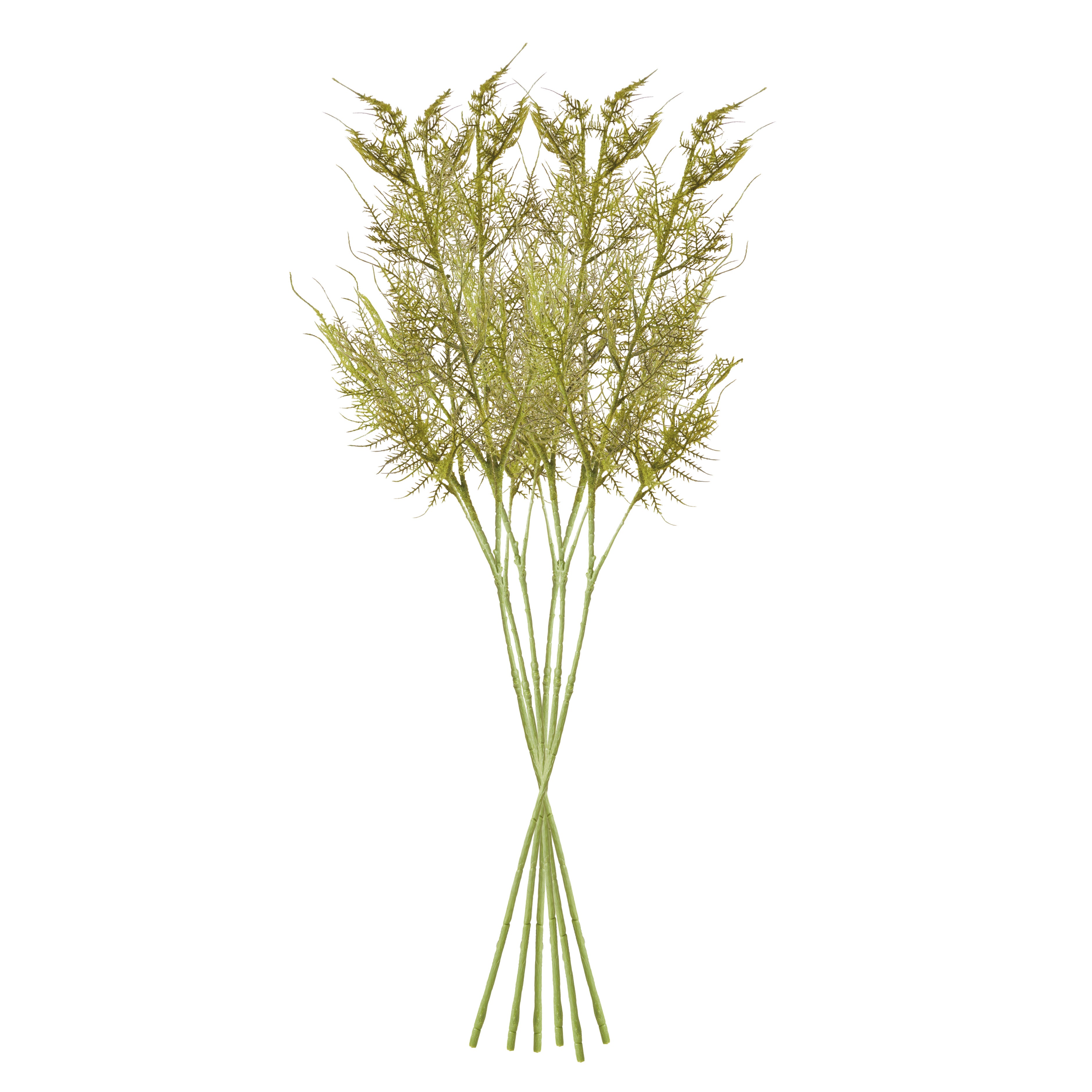 Plumosa Fern Stems, Set of 6