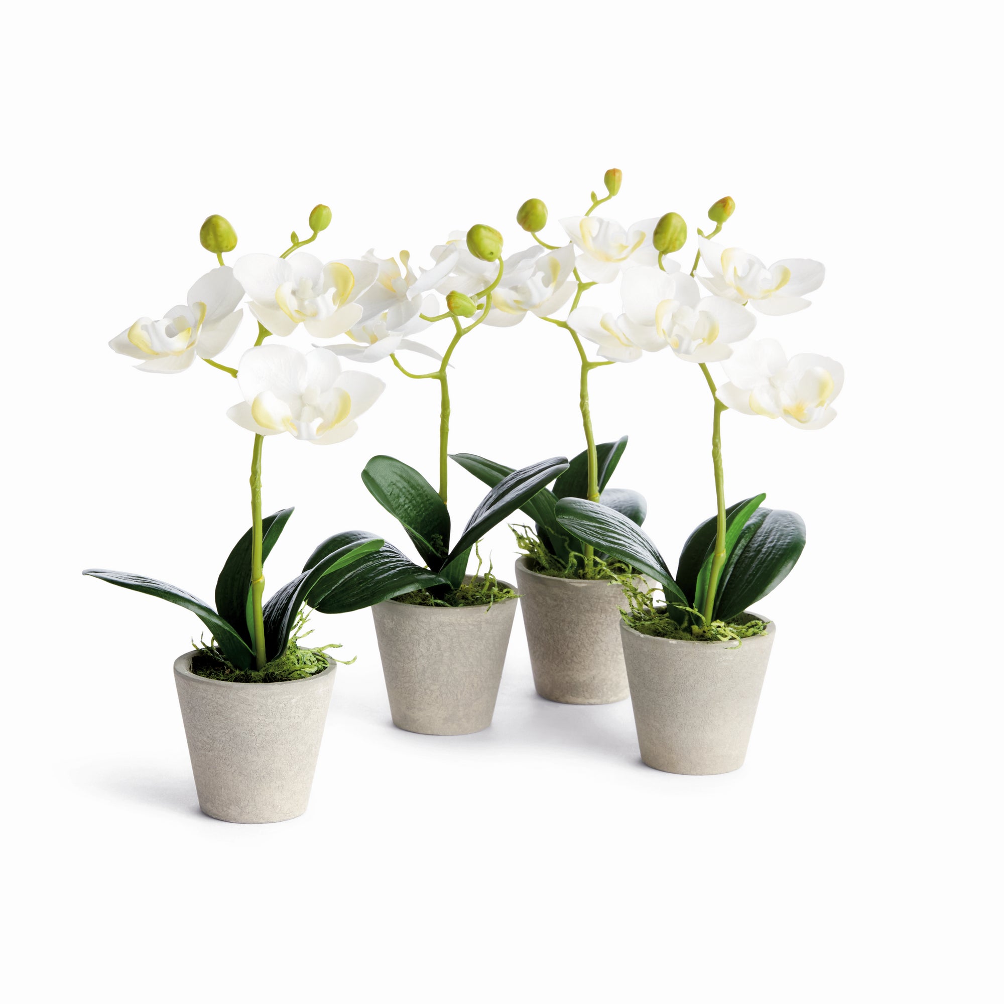 Potted Mini White Phalaenopsis Orchids, Set of 4