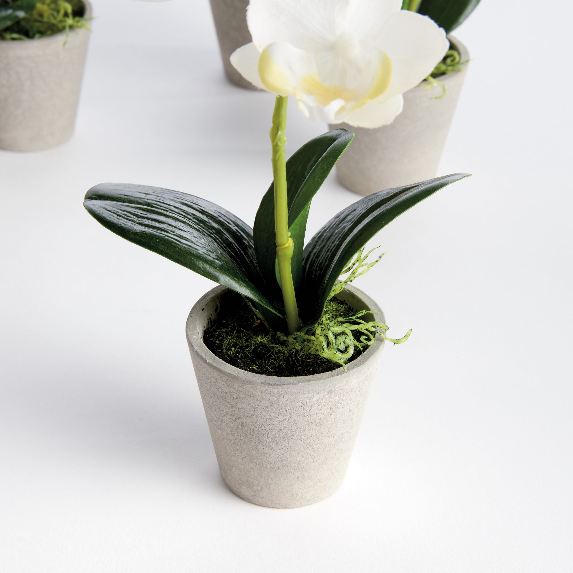 Potted Mini White Phalaenopsis Orchids, Set of 4
