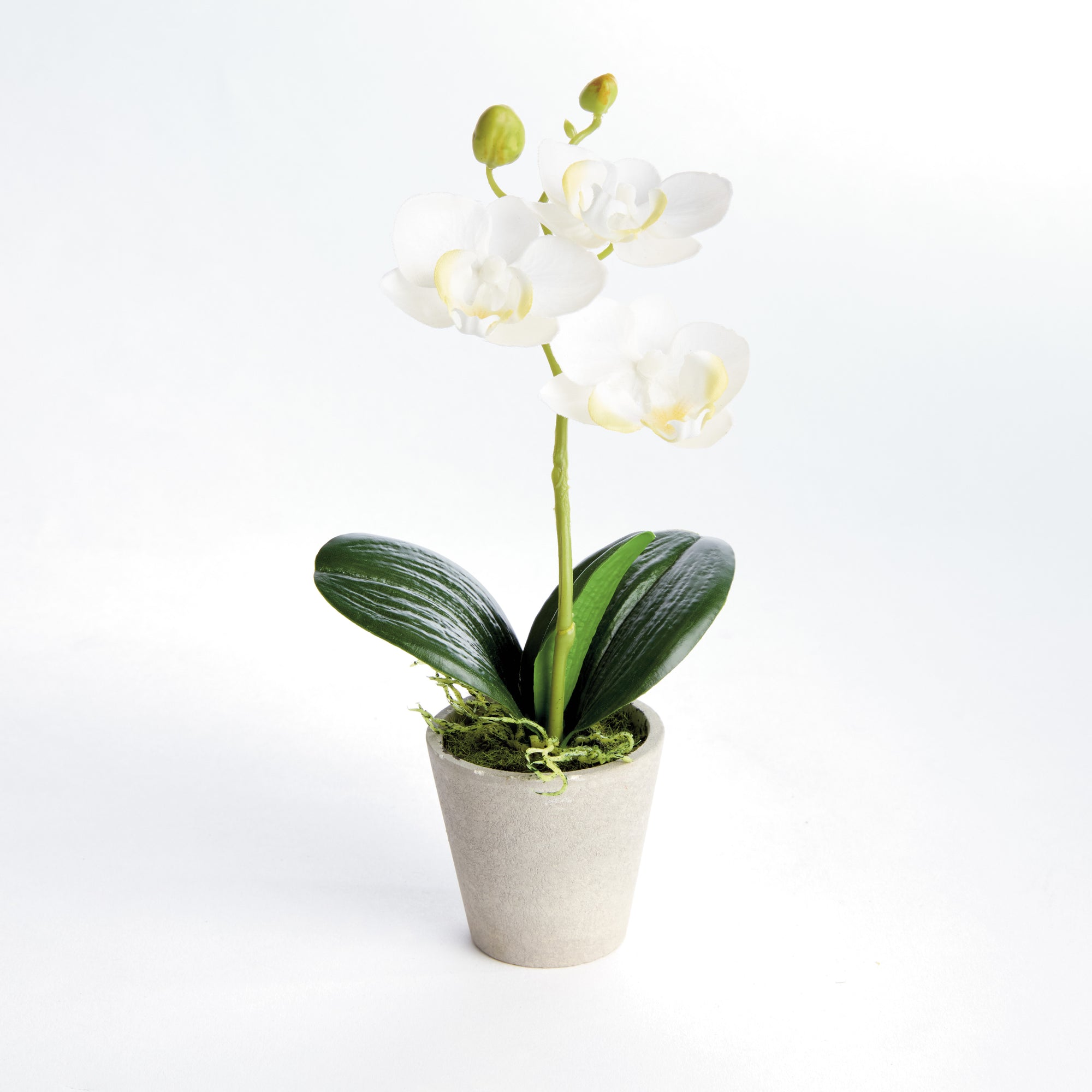 Potted Mini White Phalaenopsis Orchids, Set of 4
