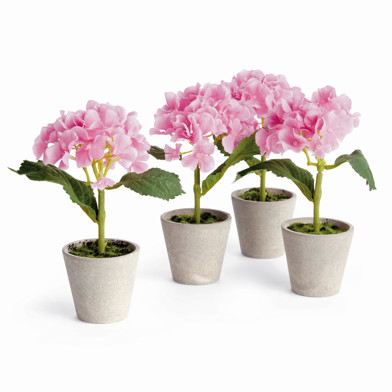 Potted Pink Hydrangea, Set of 4
