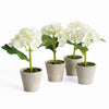 Potted White Hydrangea, Set of 4