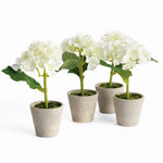 Potted White Hydrangea, Set of 4