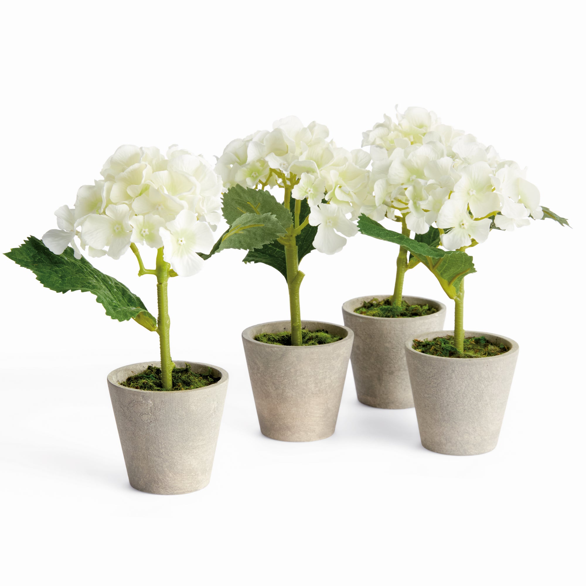Potted White Hydrangea, Set of 4