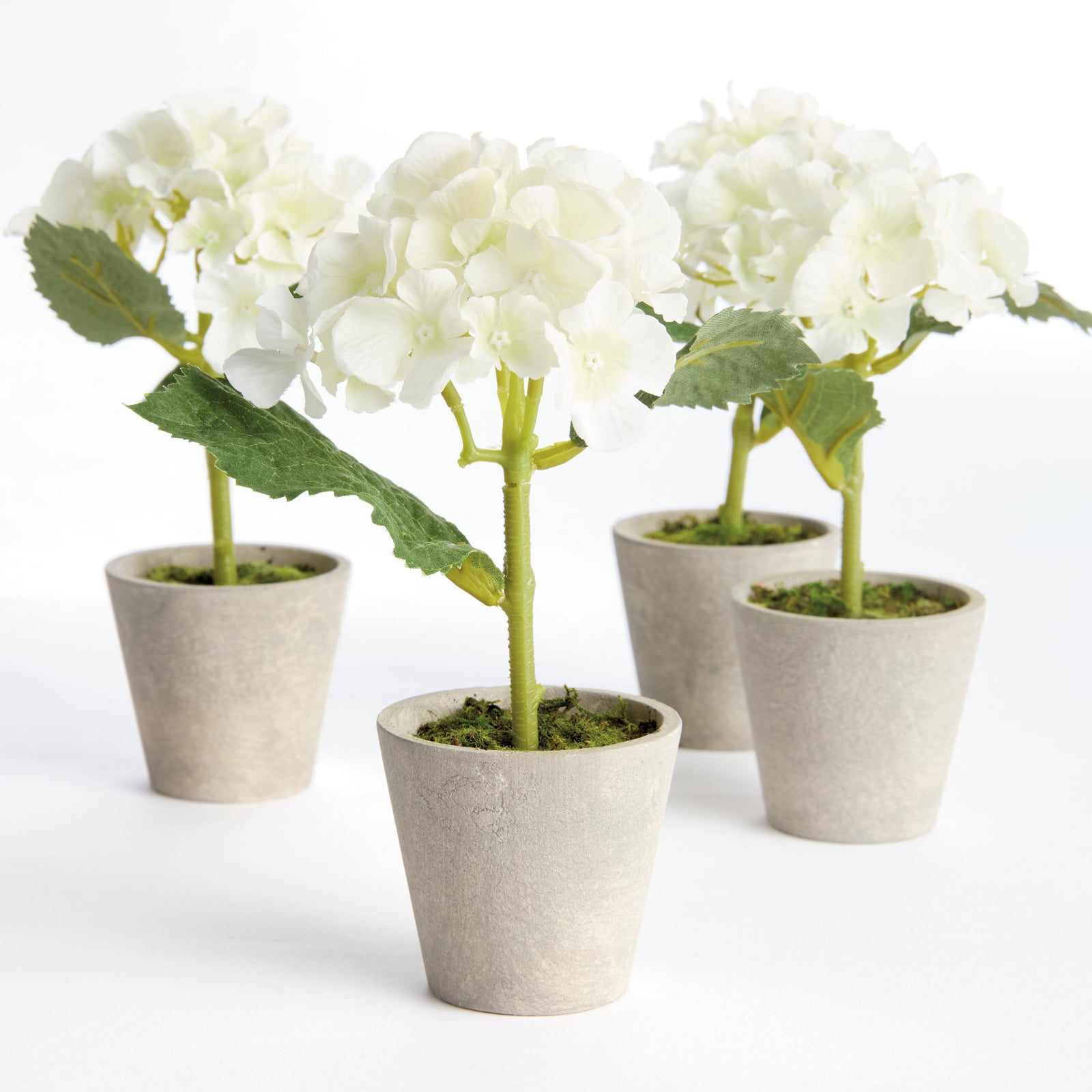 Potted White Hydrangea, Set of 4