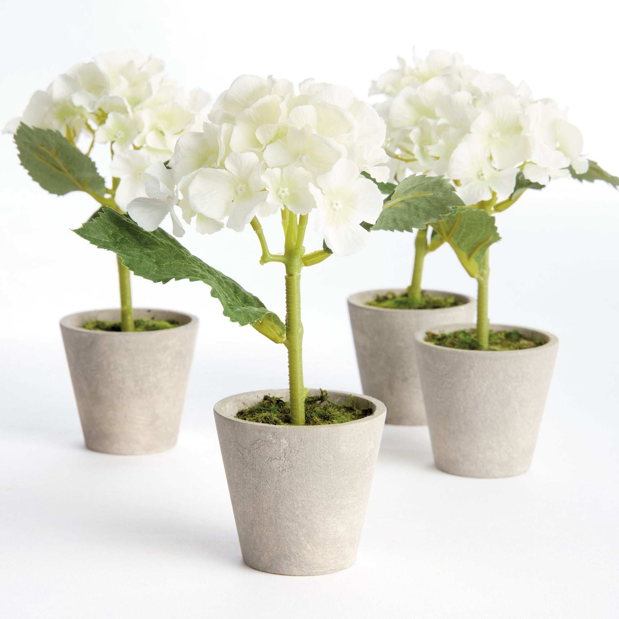 Potted White Hydrangea, Set of 4