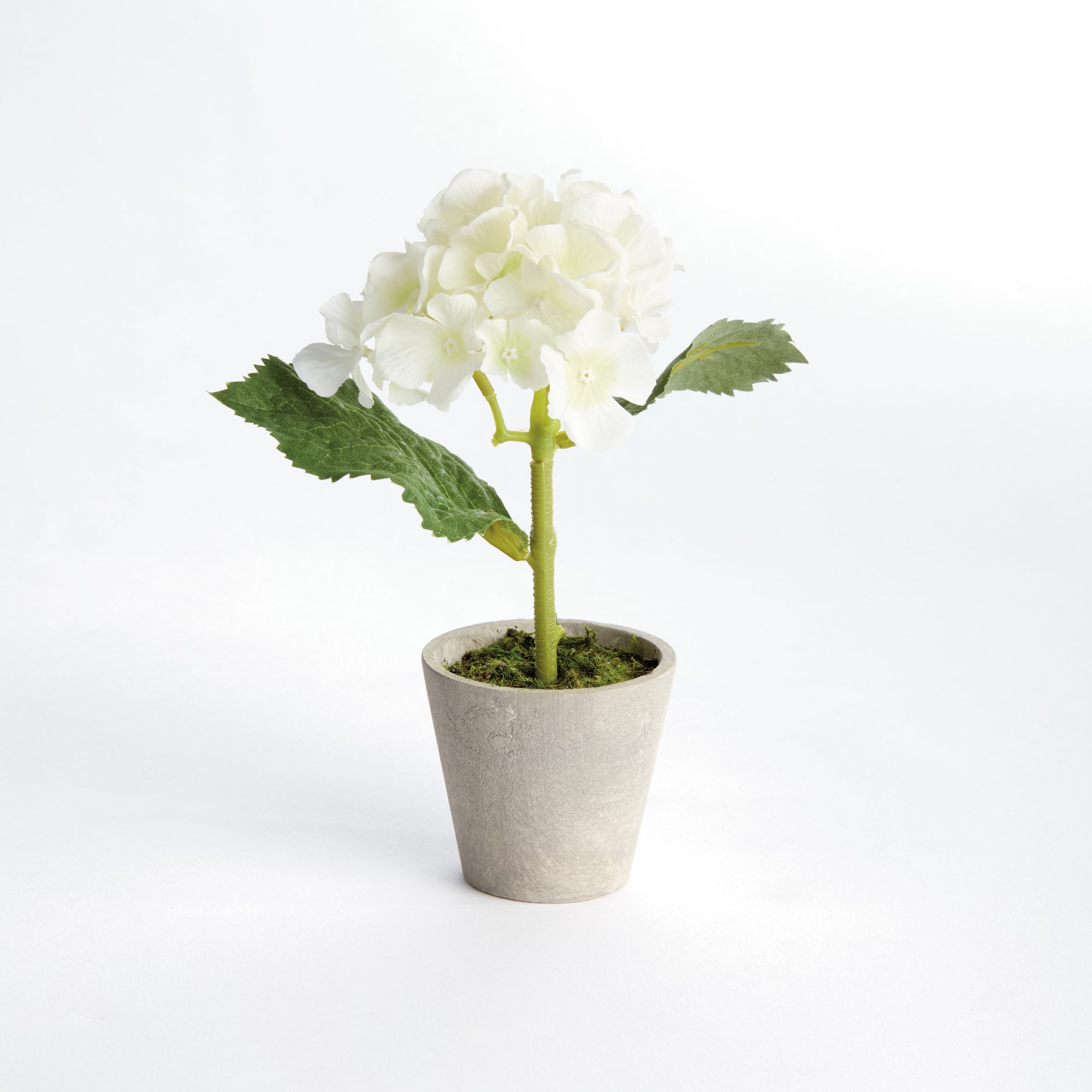 Potted White Hydrangea, Set of 4
