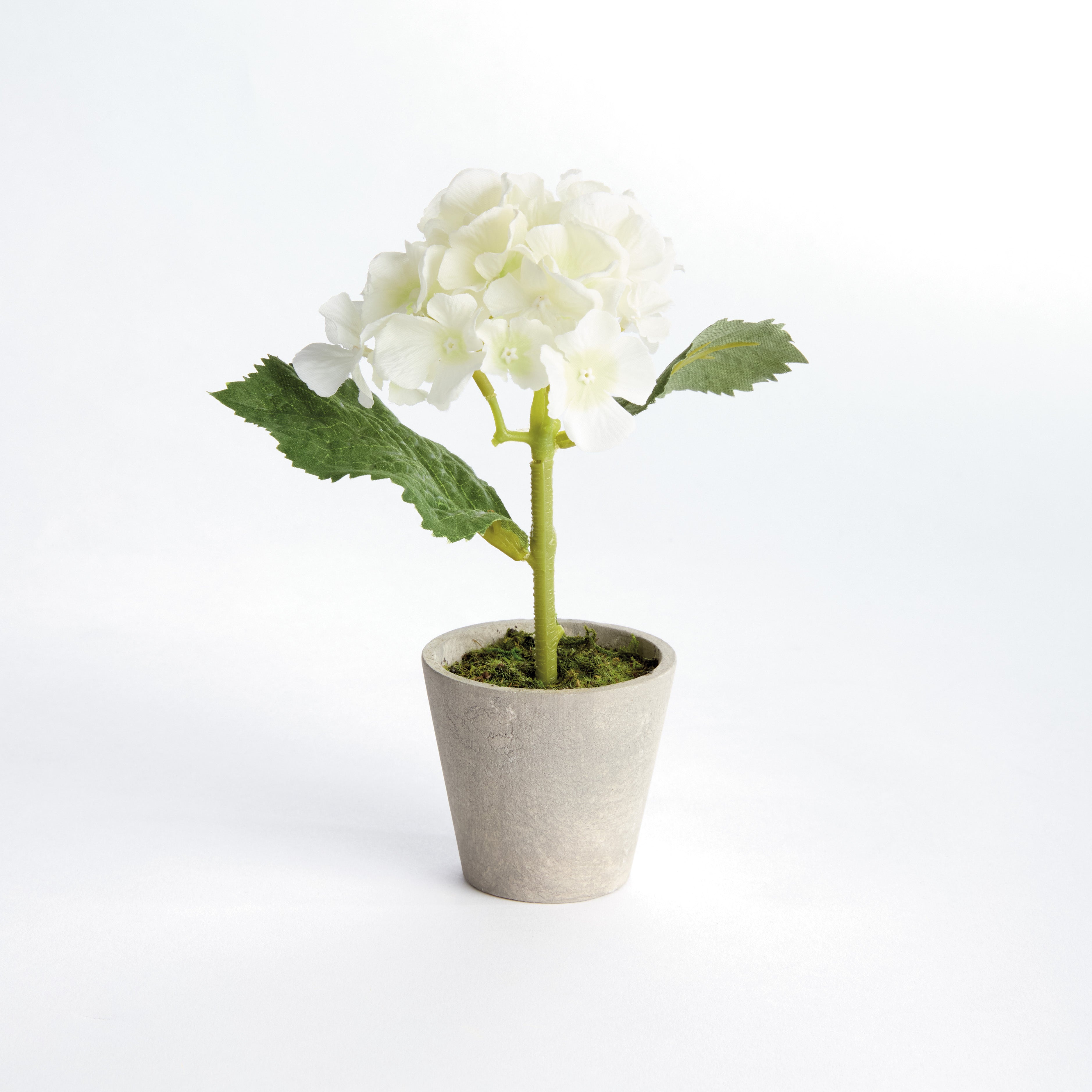 Potted Hydrangea, Set of 4