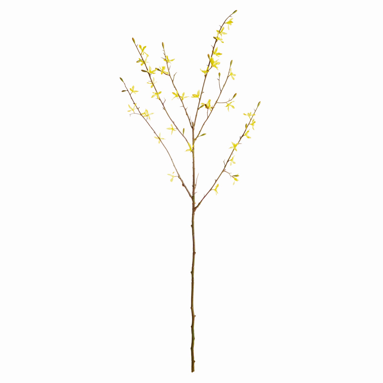 Yellow Forsythia Stems, Set of 6