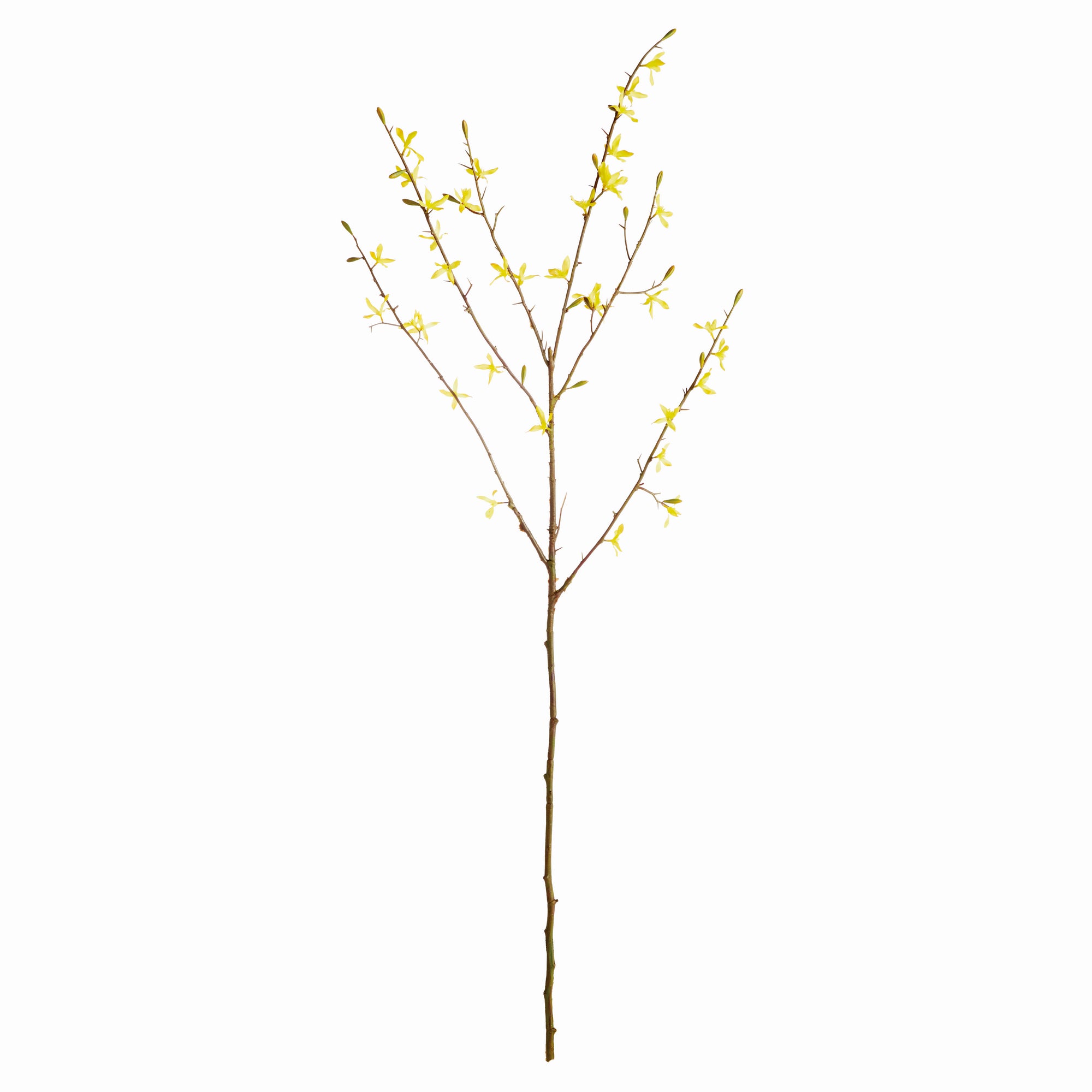 Yellow Forsythia Stems, Set of 6