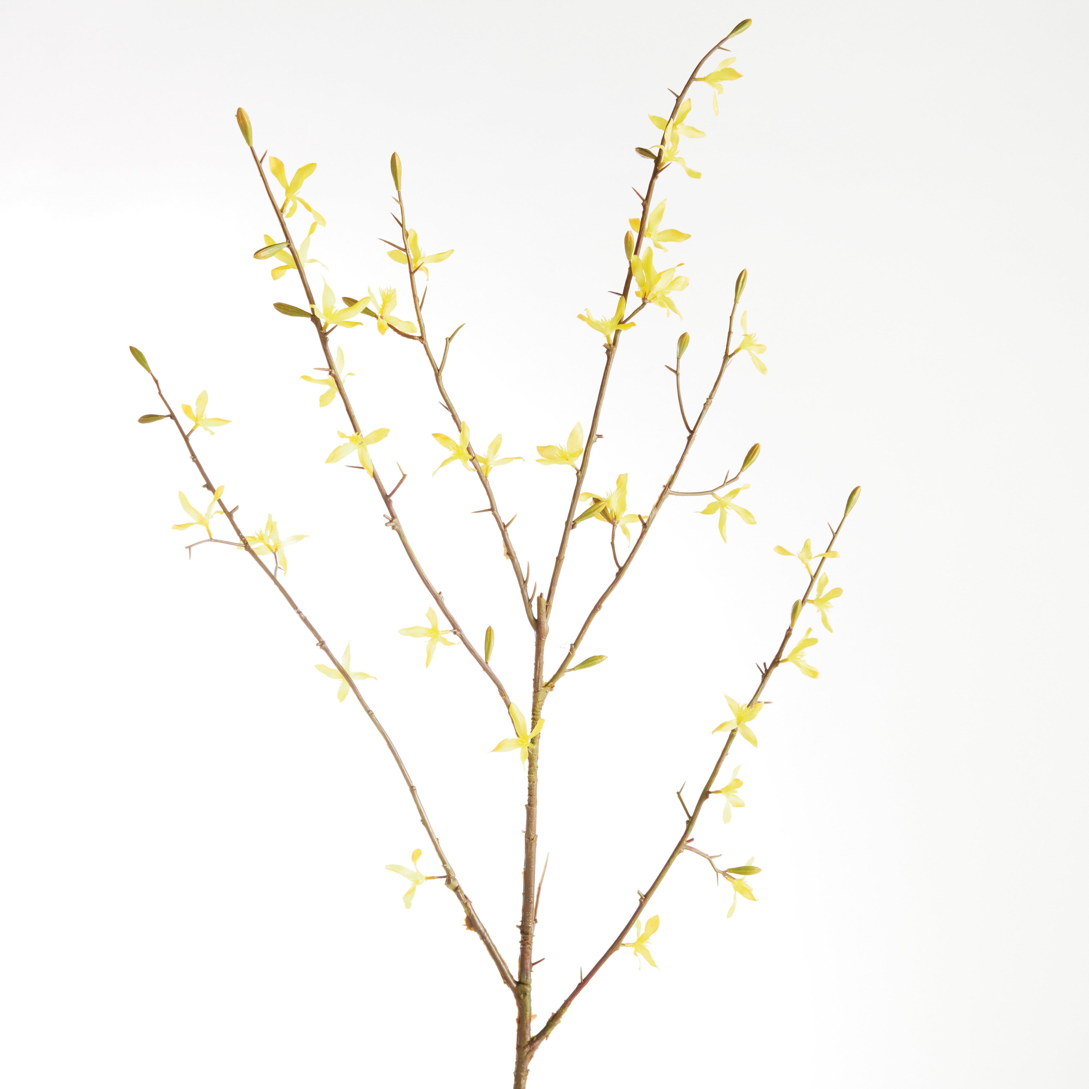 Yellow Forsythia Stems, Set of 6