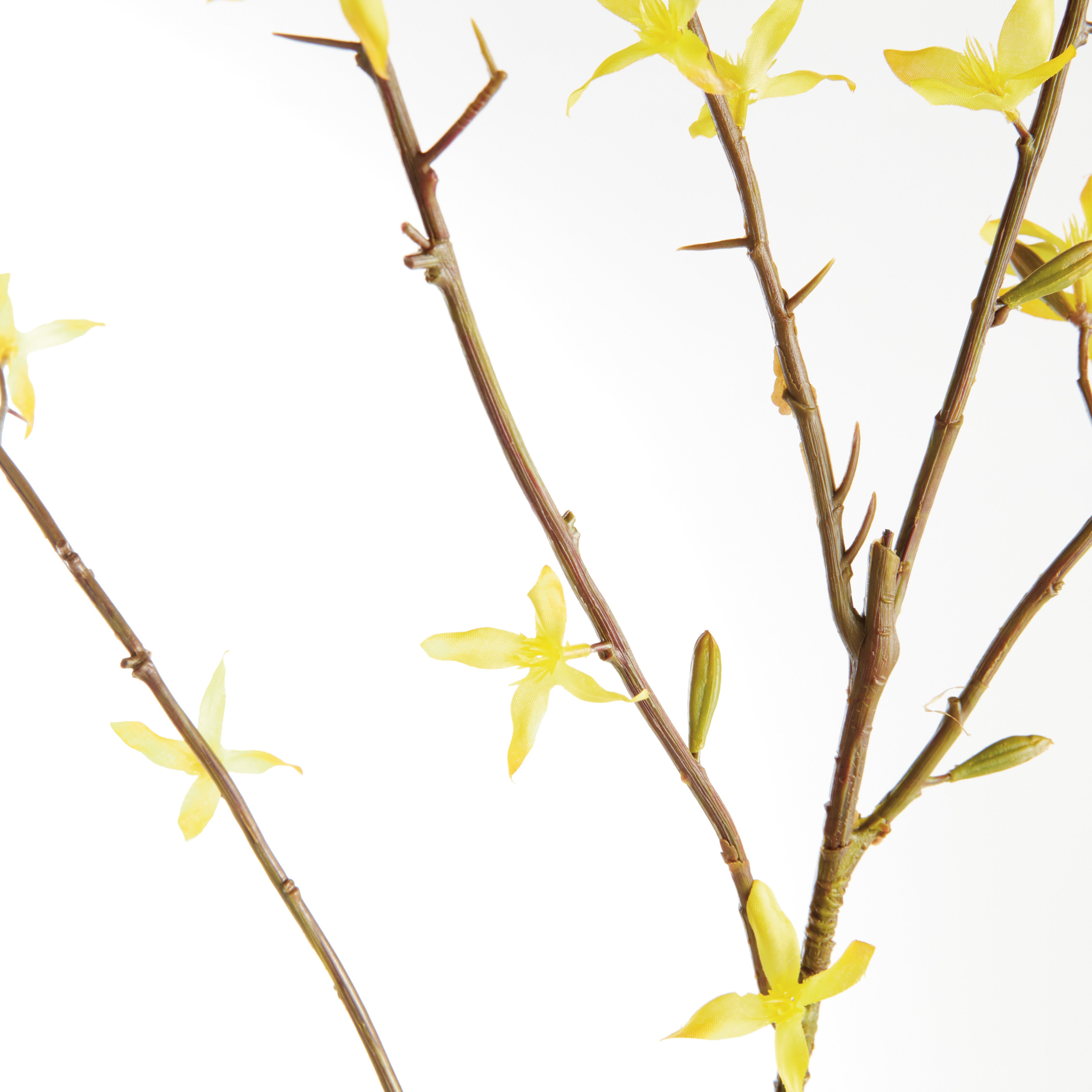 Yellow Forsythia Stems, Set of 6
