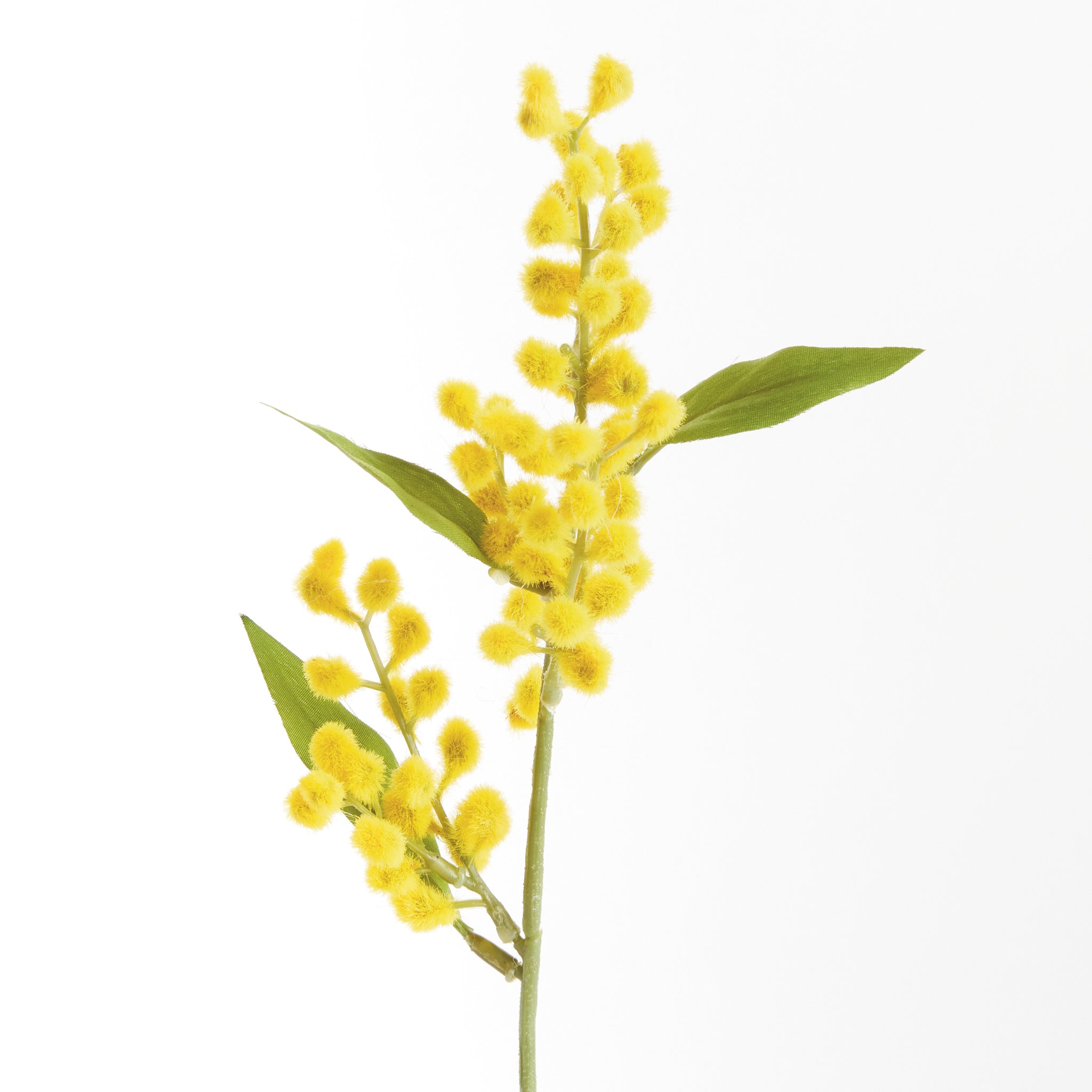 Mimosa Yellow Cuttings, Set of 12