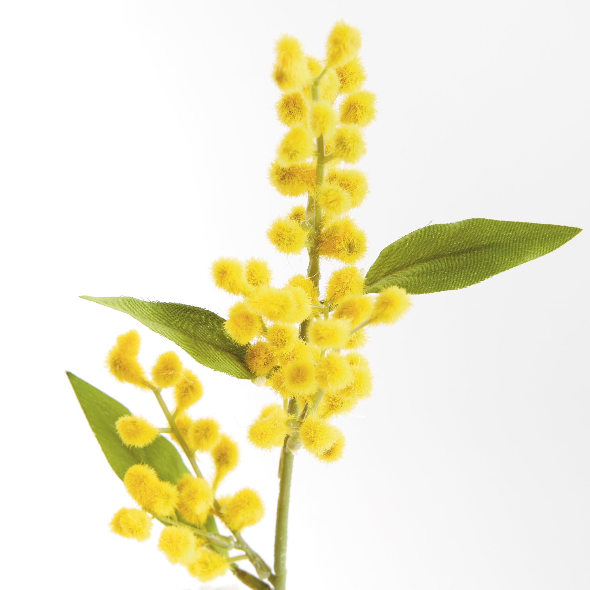 Mimosa Yellow Cuttings, Set of 12