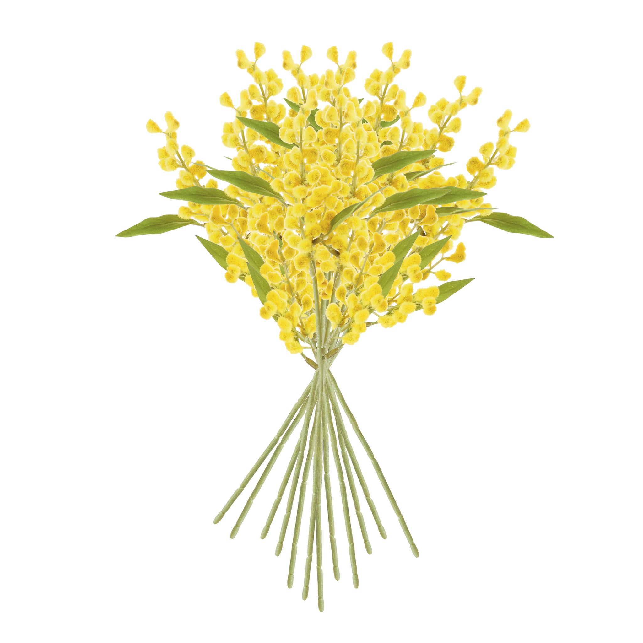 Mimosa Yellow Cuttings, Set of 12