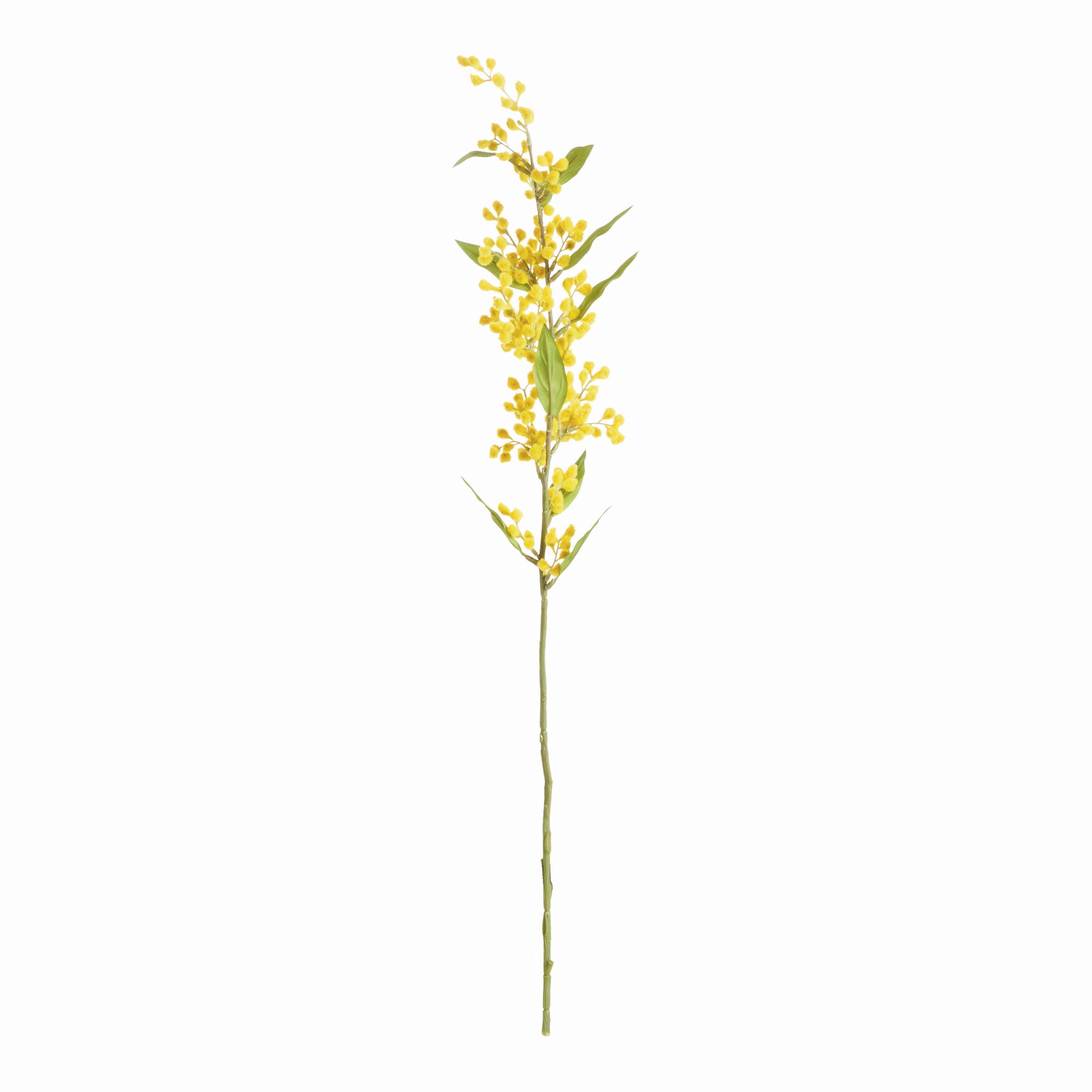 Mimosa Yellow Stems, Set of 6