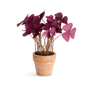 Potted Mini Purple Oxalis Drop-in 7" Set of 4