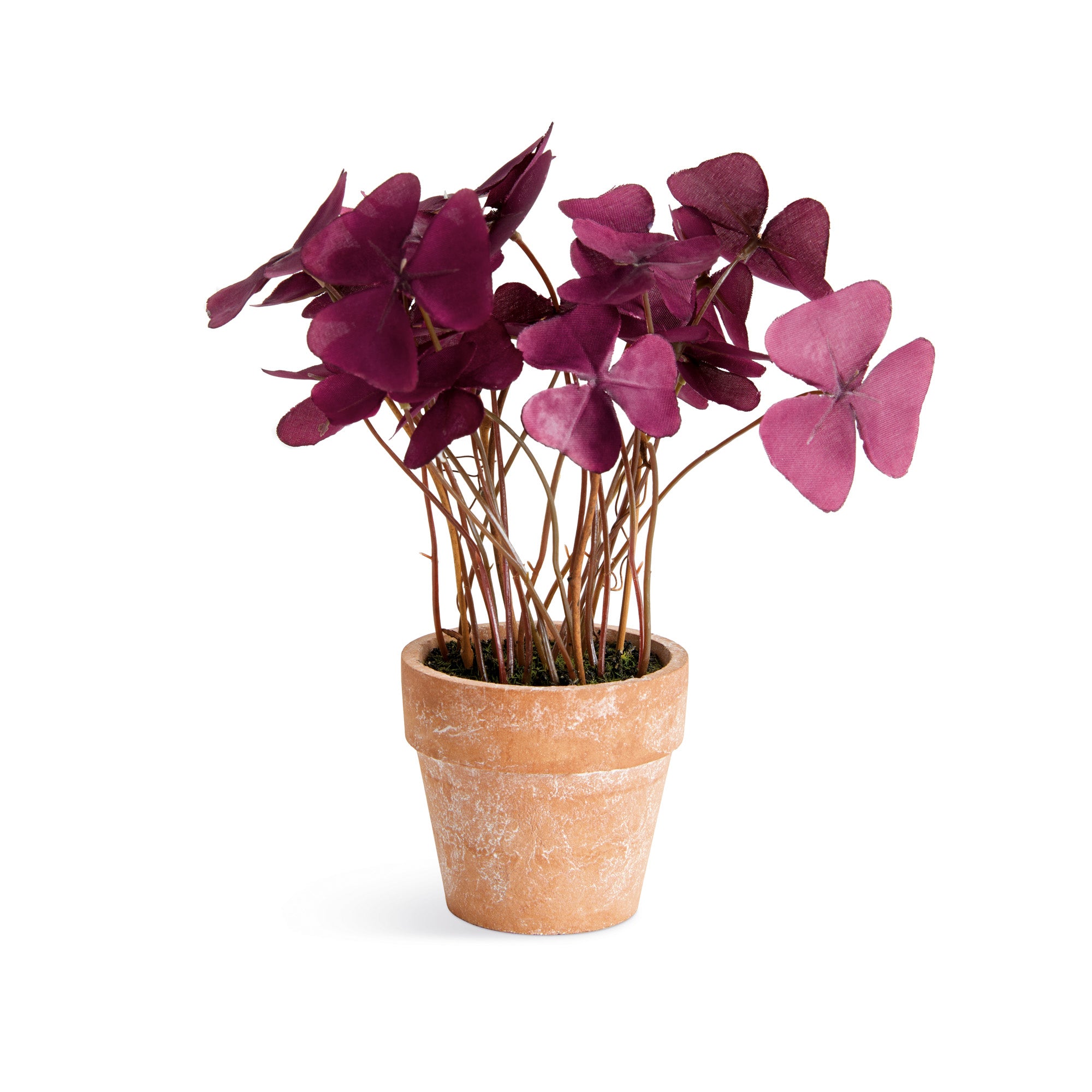 Potted Mini Purple Oxalis Drop-in 7" Set of 4