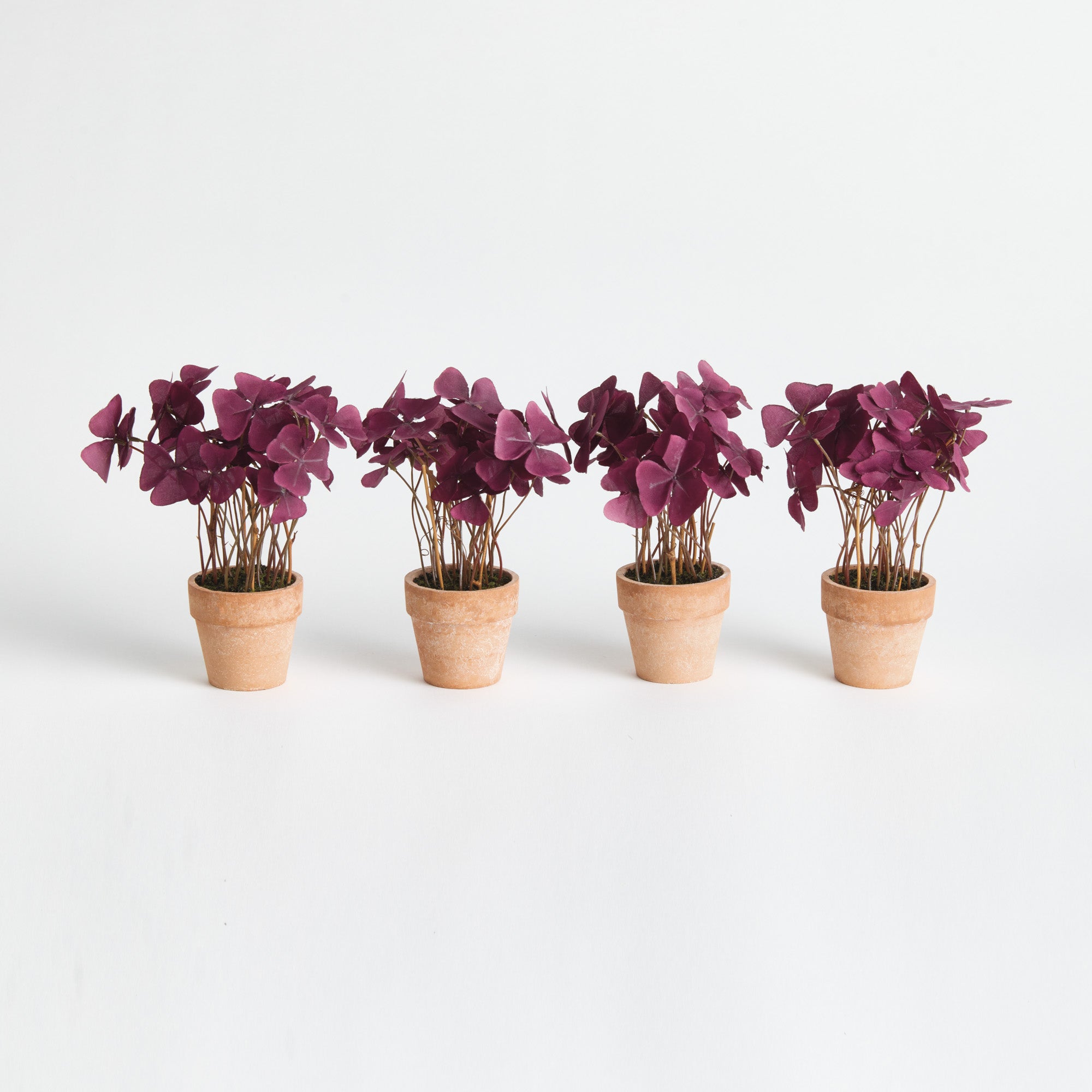Potted Mini Purple Oxalis Drop-in 7" Set of 4