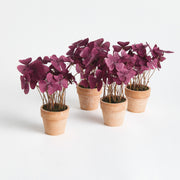 Potted Mini Purple Oxalis Drop-in 7" Set of 4