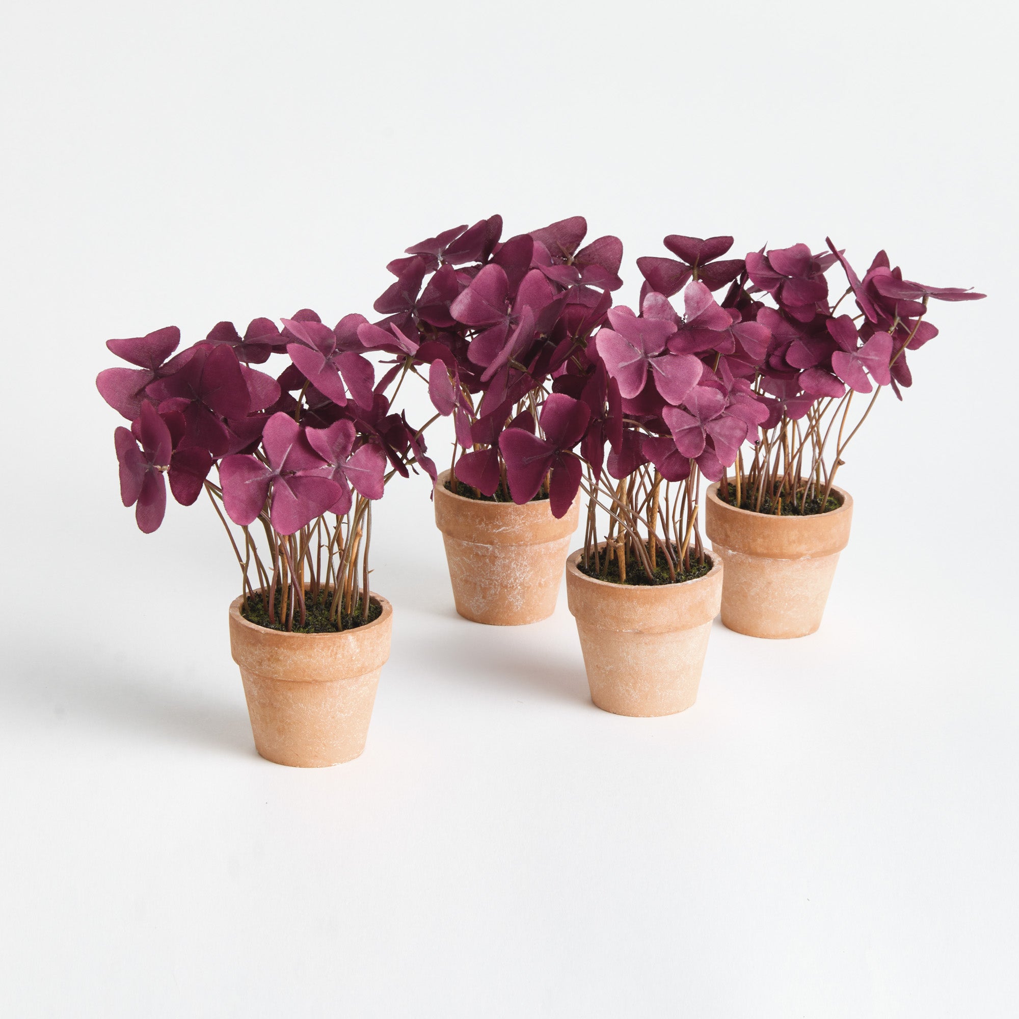 Potted Mini Purple Oxalis Drop-in 7" Set of 4