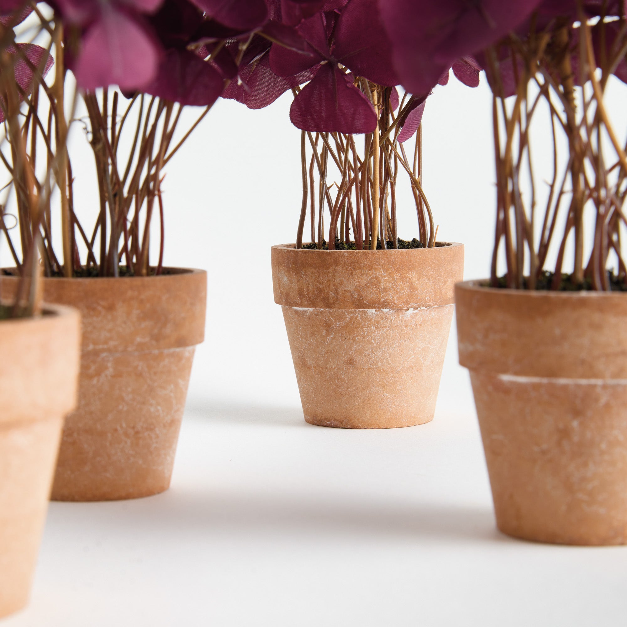 Potted Mini Purple Oxalis Drop-in 7" Set of 4