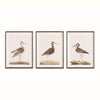 Wander Birds Study, Set of 3