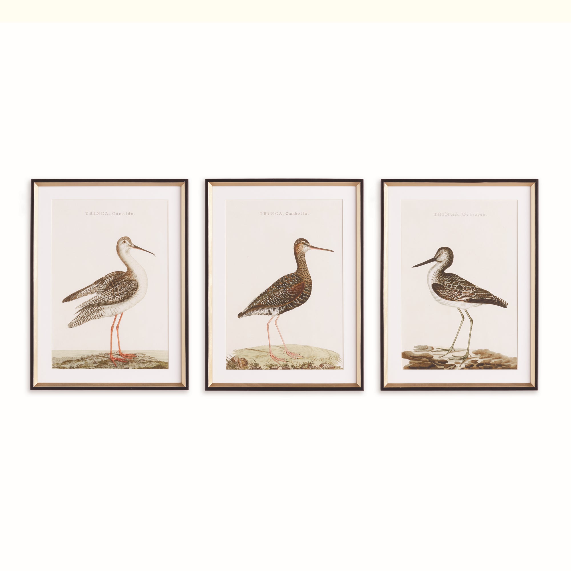 Wander Birds Study, Set of 3
