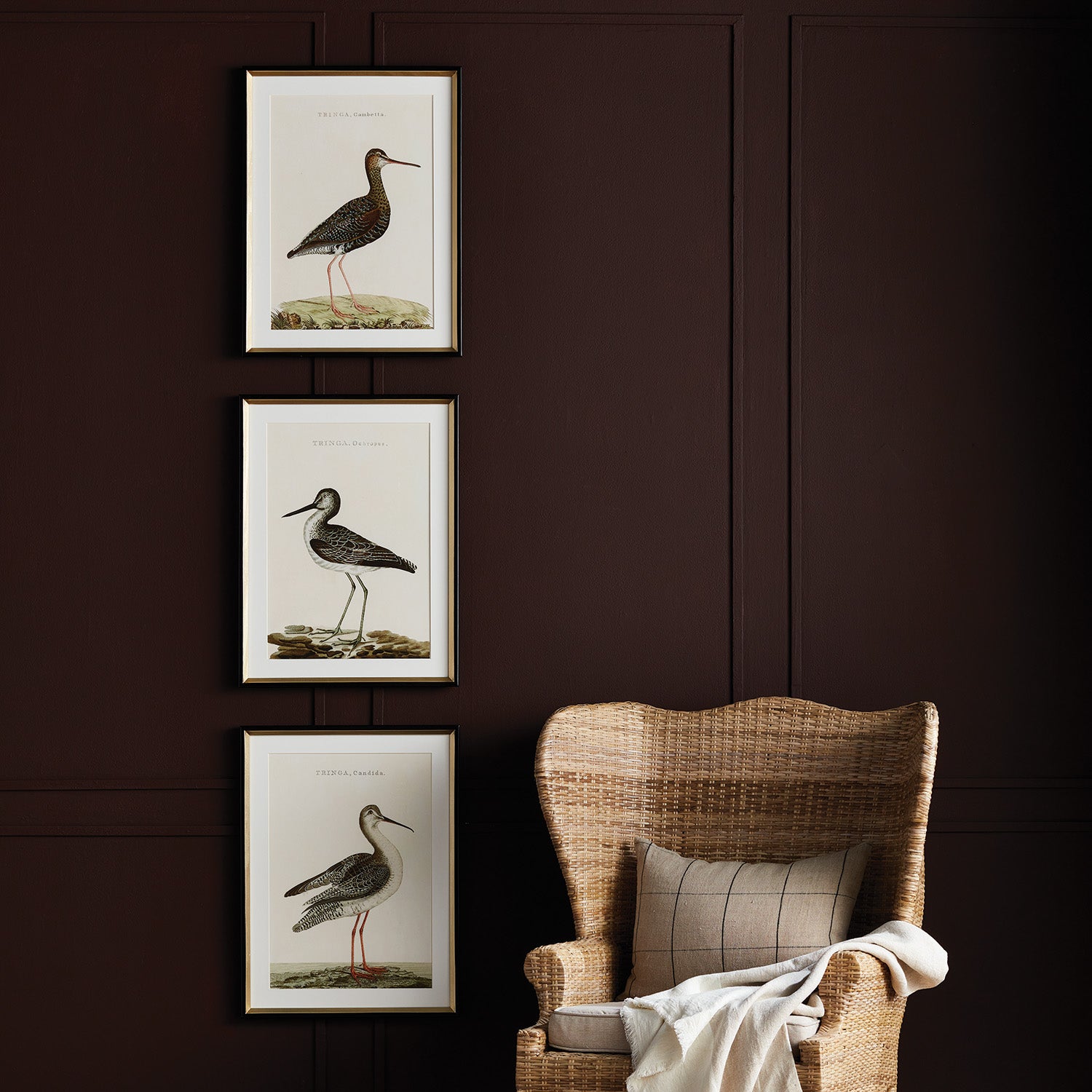 Wander Birds Study, Set of 3