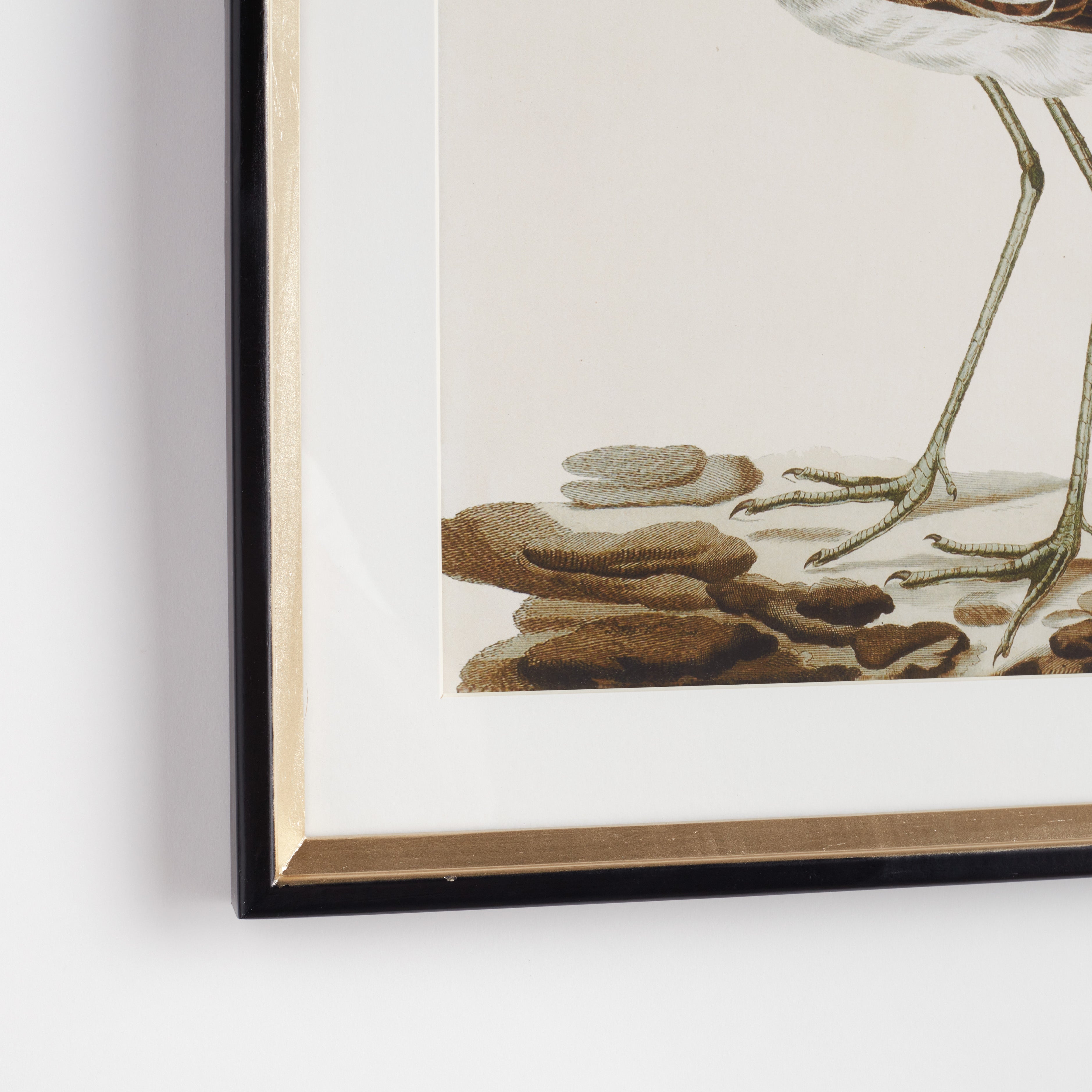 Wander Birds Study, Set of 3