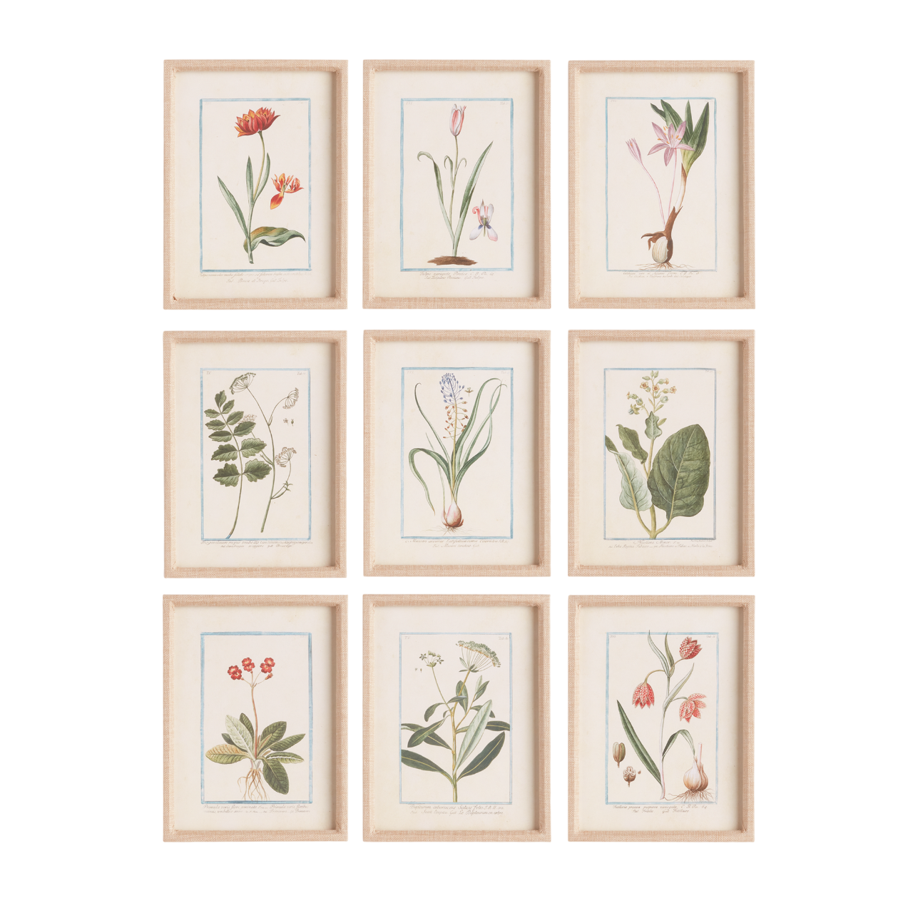 Danny Flora & Fauna Study, Set of 9