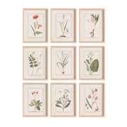 Danny Flora & Fauna Study, Set of 9