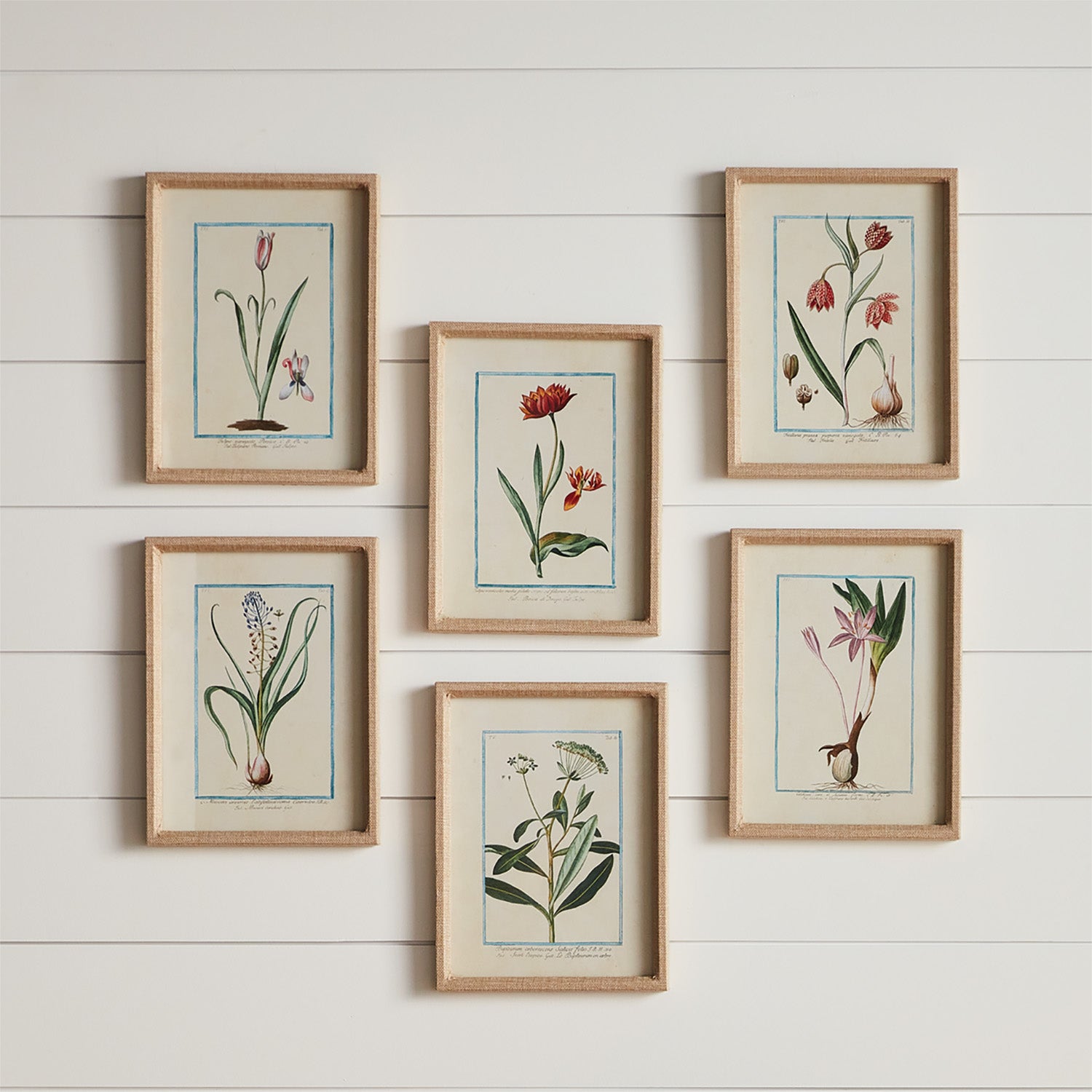 Danny Flora & Fauna Study, Set of 9