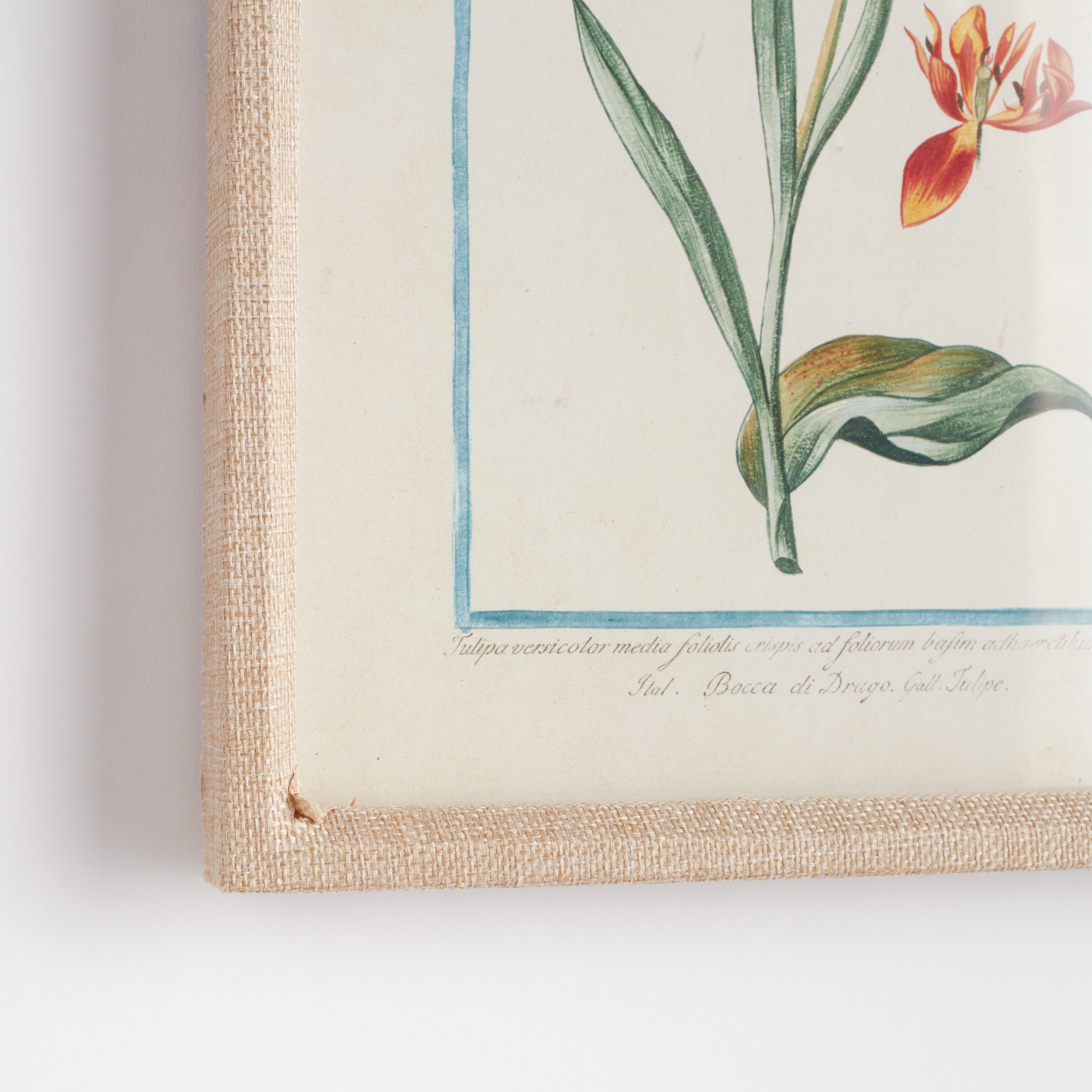 Danny Flora & Fauna Study, Set of 9