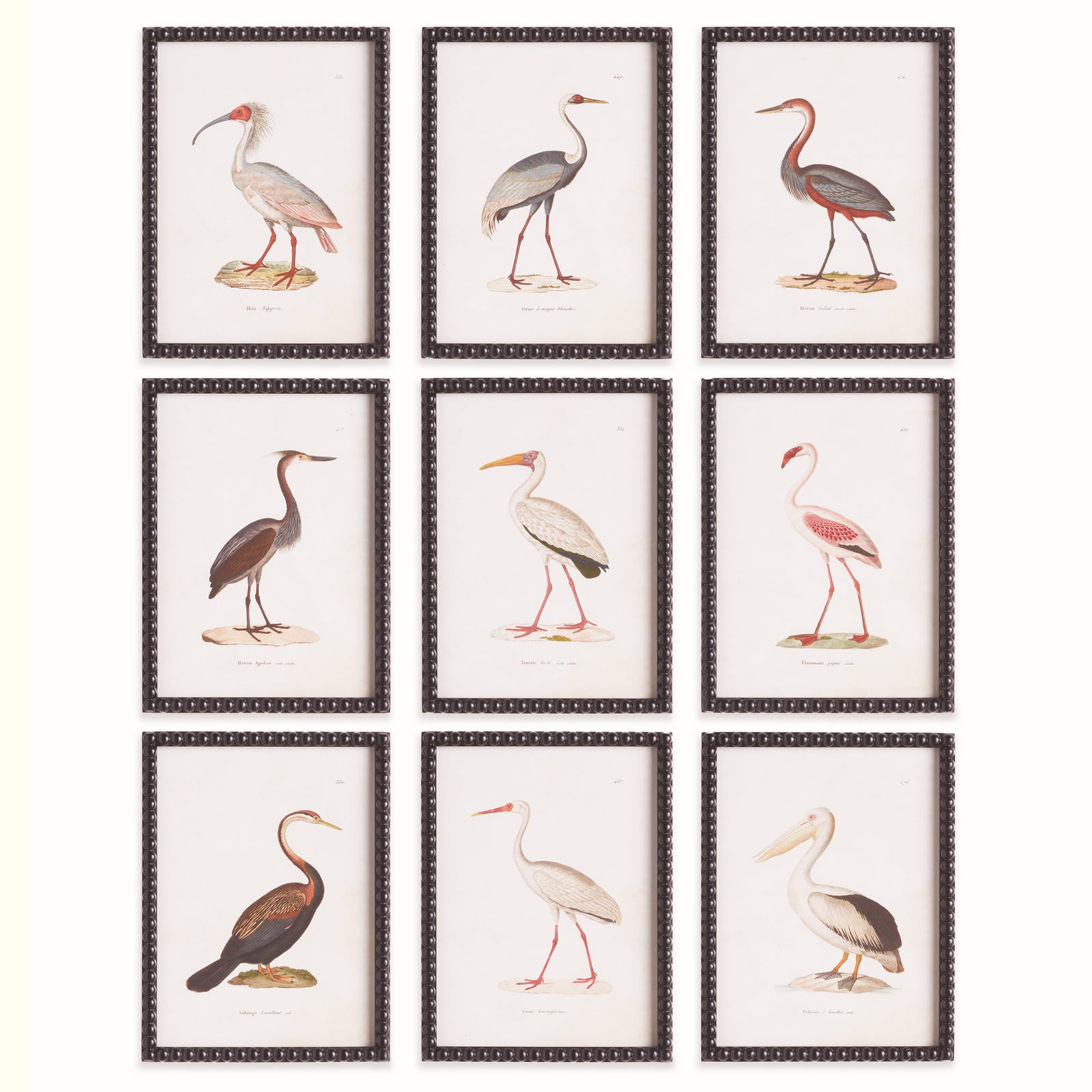 Avian Acquatic Study, Set of 9