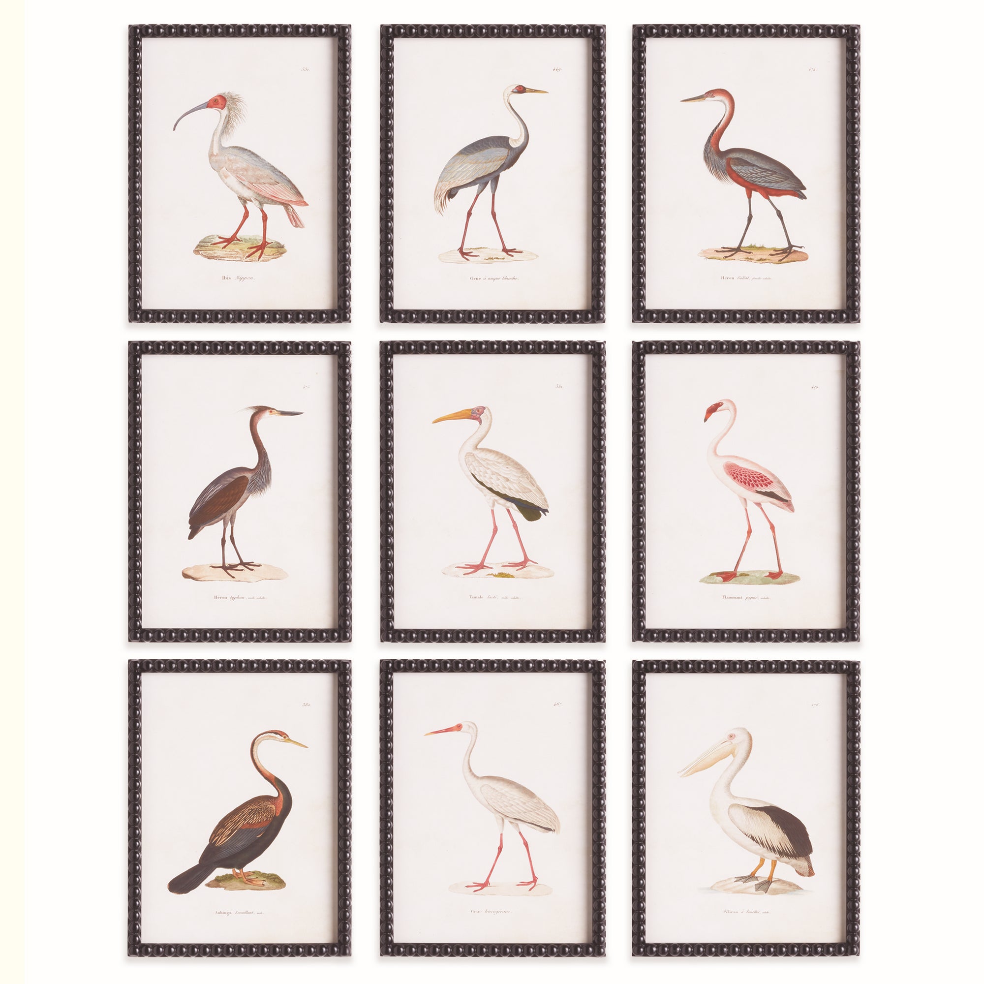 Avian Acquatic Study, Set of 9