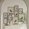 Avian Acquatic Study, Set of 9